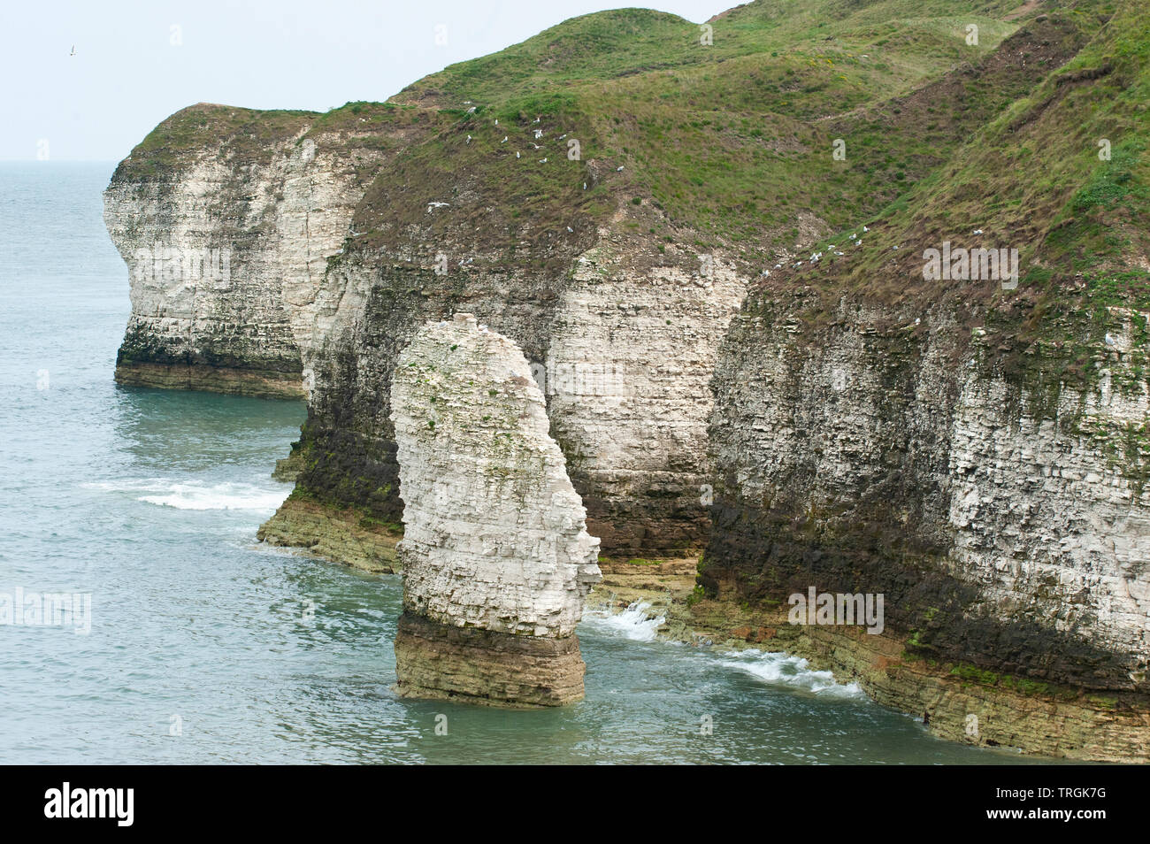 Flamborough Head, mostrando chalk stack e scogliere che si affacciano sul mare del Nord in estate, nello Yorkshire, Regno Unito, Isole britanniche Foto Stock