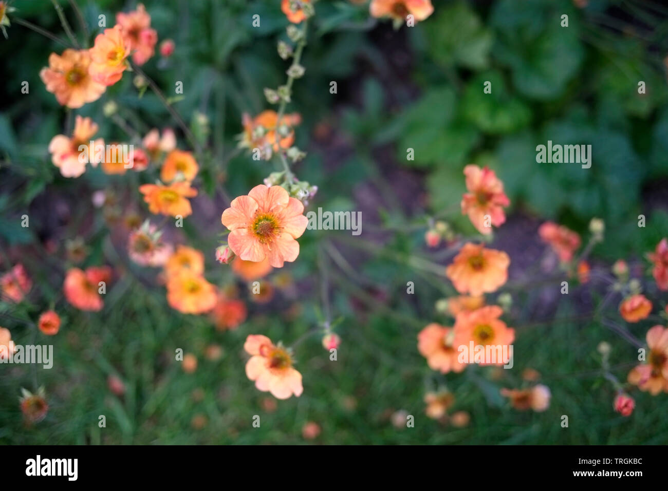 Geum 'Tangerine Dream' Foto Stock