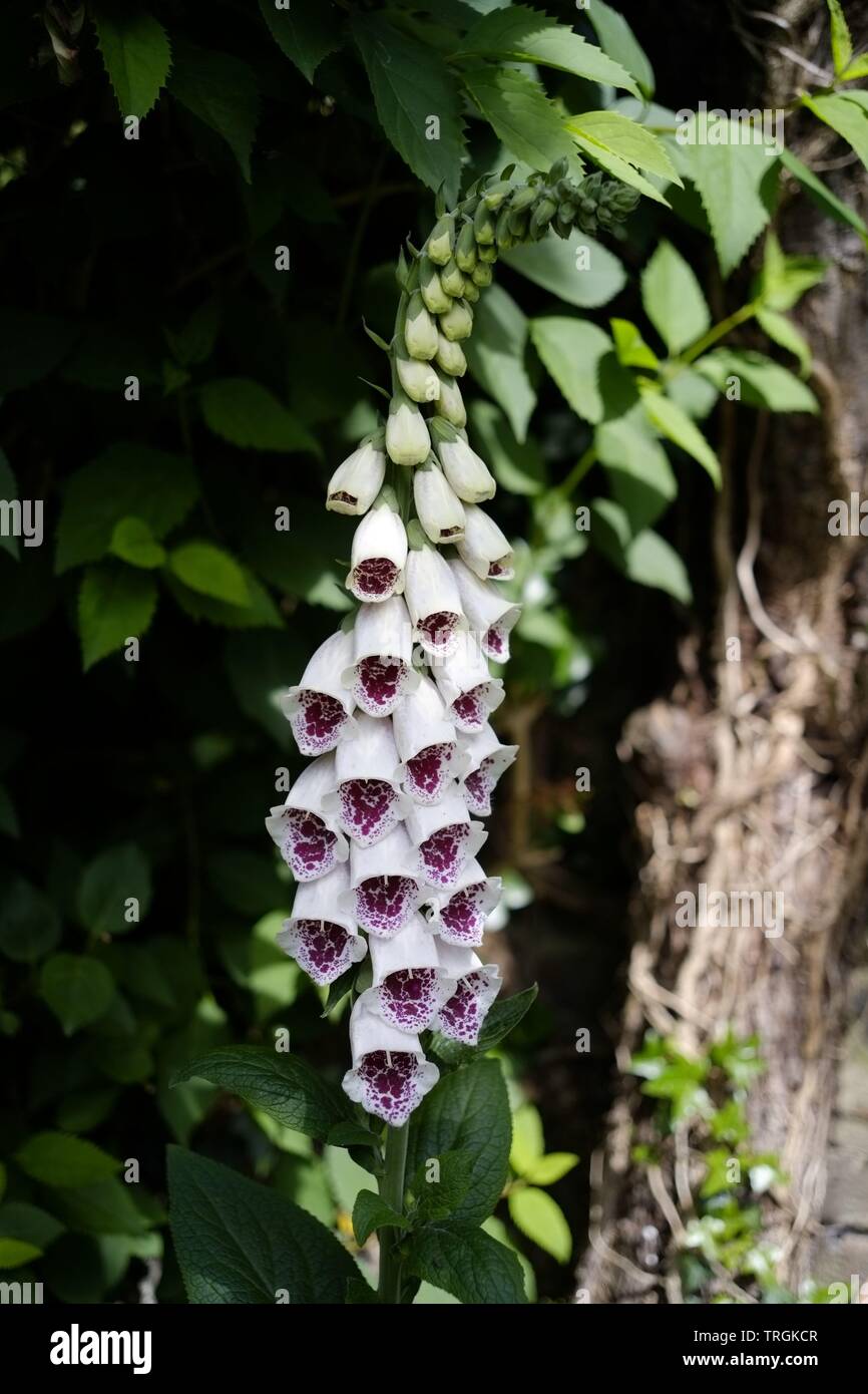 Digitalis 'Pam scelta dell' Fiore testa Foto Stock