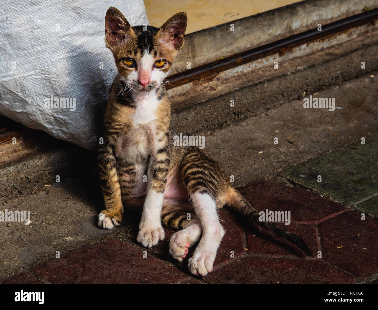 Un gatto randagio sulle strade sguardi direttamente nella fotocamera con una intensa espressione. Foto Stock