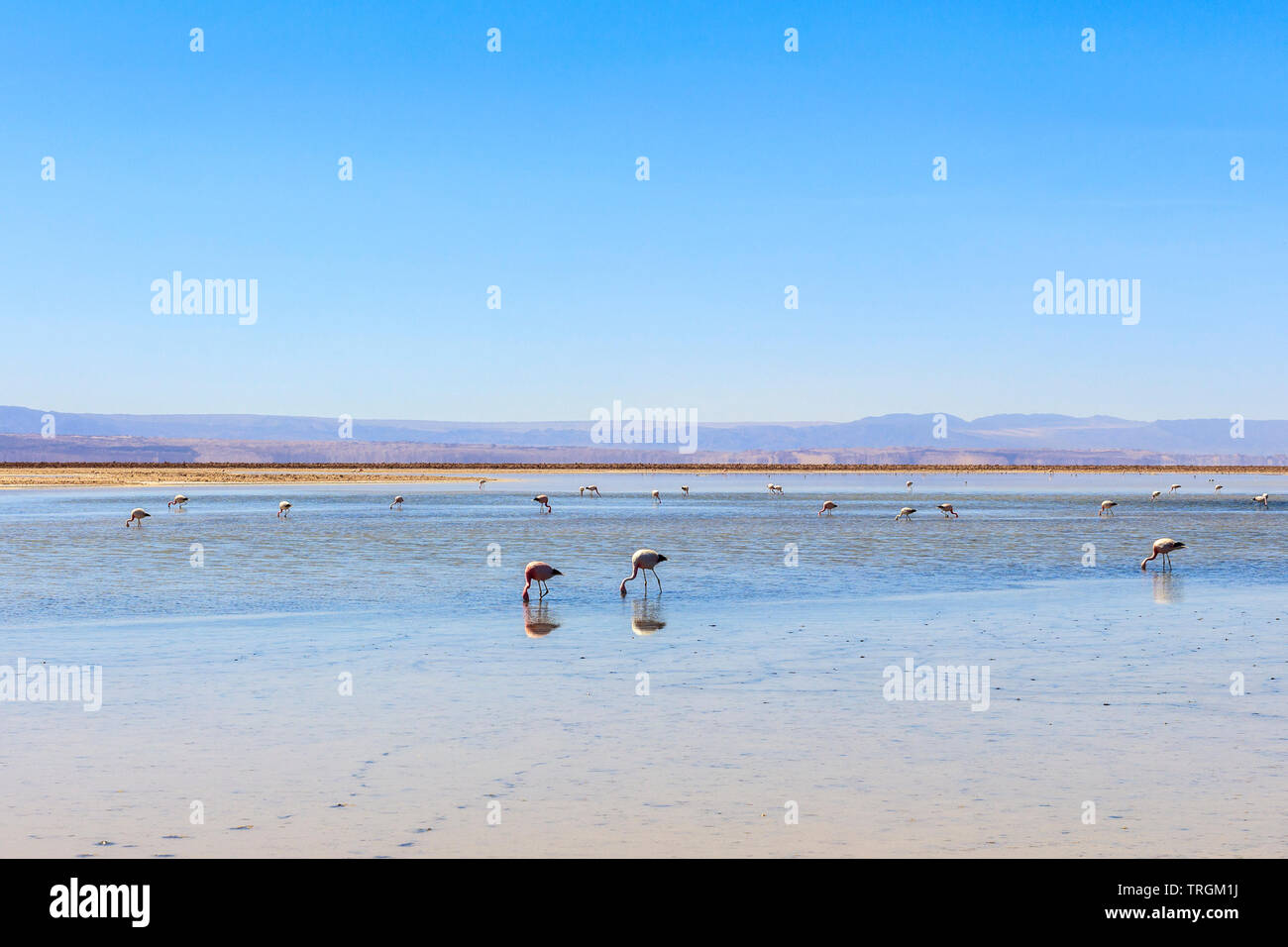 Salar de Atacama, San Pedro de Atacama, Cile Foto Stock