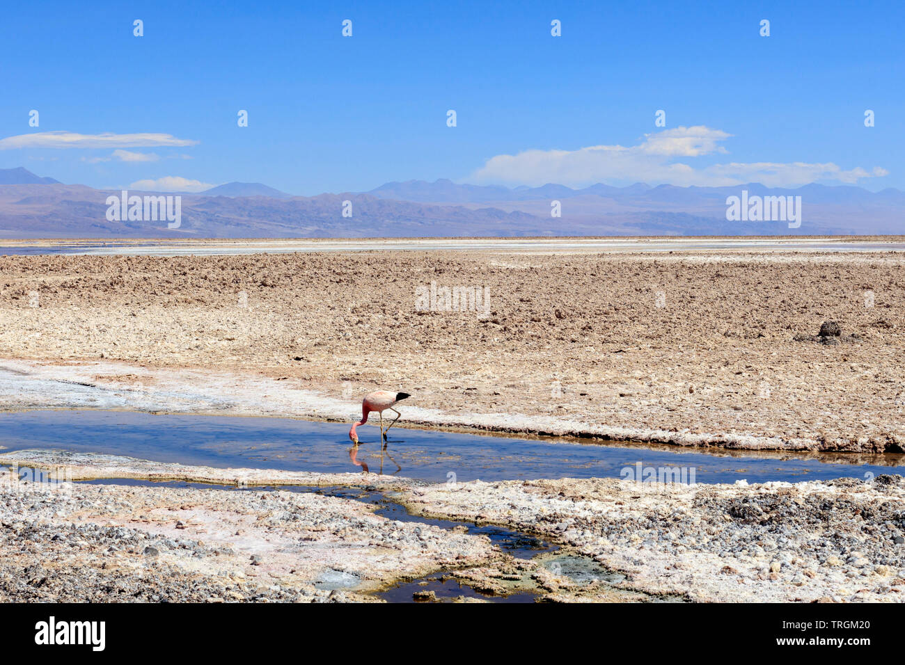 Salar de Atacama, San Pedro de Atacama. Cile Foto Stock