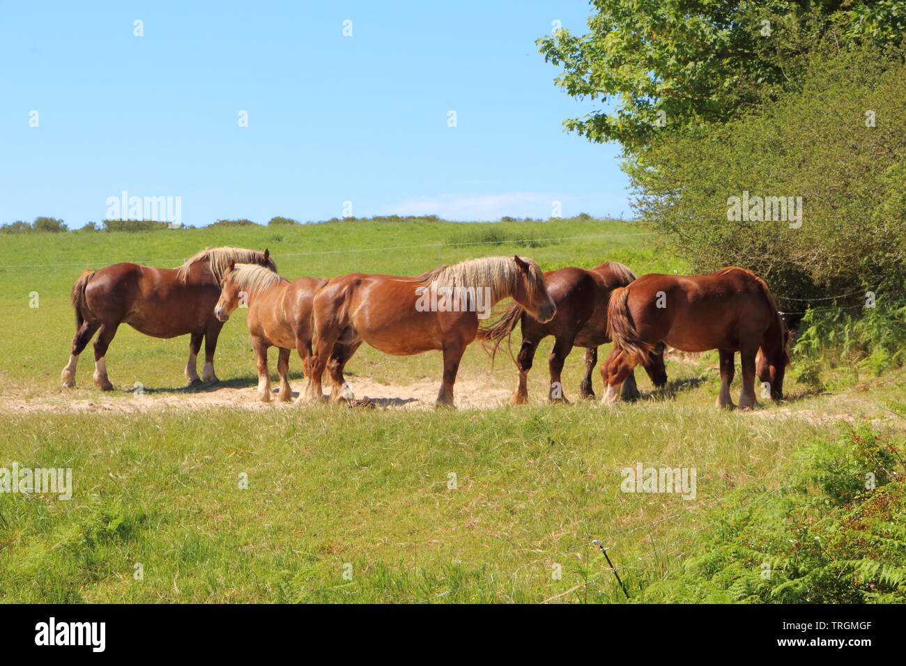 Allevamento di castagni Trait Breton cavalli in un campo in Bretagna Foto Stock