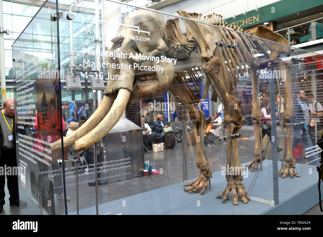 Manchester Museum di scheletro di elefante è sul display a Manchester Piccadilly Stazione ferroviaria dal 4 giugno a 16th, 2019. Named Maharajah, l'elefante è stato acquistato da Belle Vue Zoo di Gorton da un circo di Edimburgo nel 1872. Lo zoo destinati al trasporto di lui in treno ma, dopo che egli si stracciò il tetto del vagone ferroviario, il suo detentore ha deciso di camminare la 200 Miglia di Manchester, tenuto dieci giorni. Foto Stock