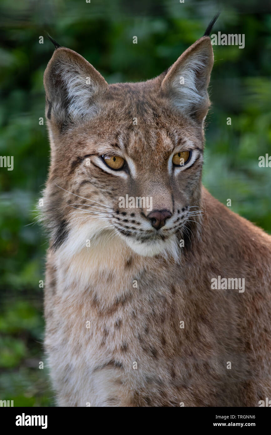 Un Norther Lynx Wildcat presso l'Highland Wildlife Park, Aviemore Scozia Scotland Foto Stock