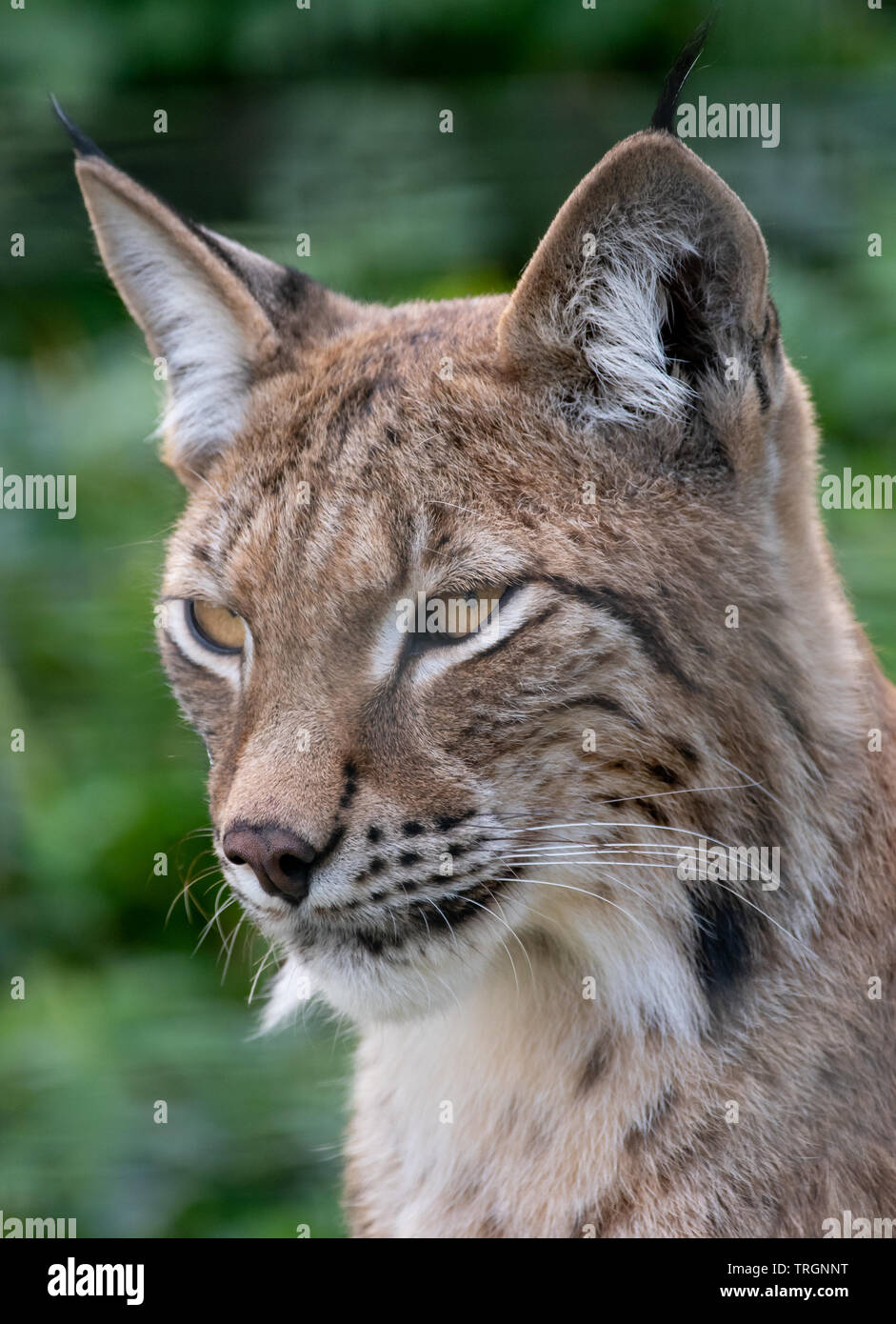Un Norther Lynx Wildcat presso l'Highland Wildlife Park, Aviemore Scozia Scotland Foto Stock