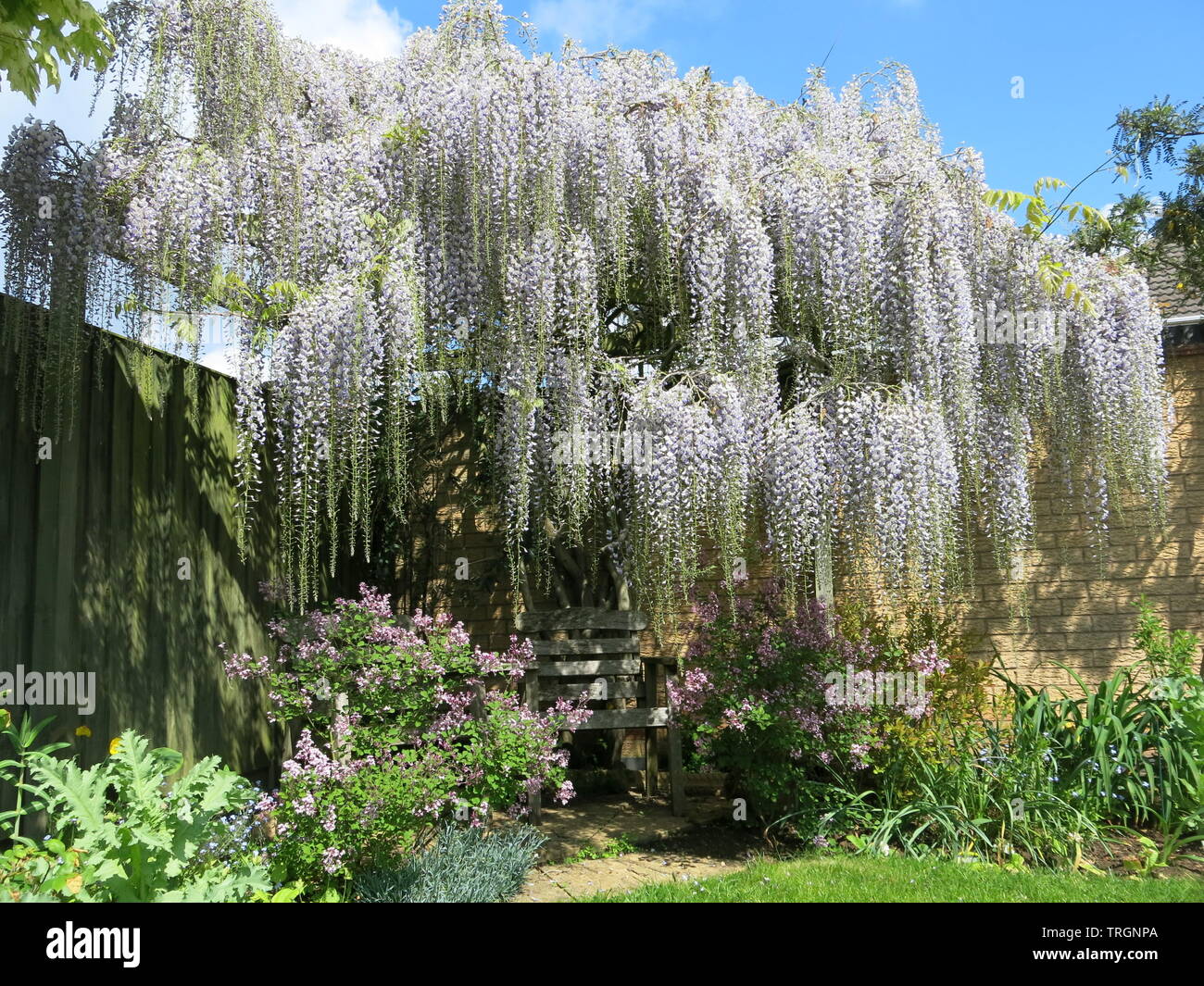 Una matura il glicine in pieno fiore di un giardino inglese; cresciute in un angolo pergola con una profusione di lilla pallido, penduli racemi. Foto Stock