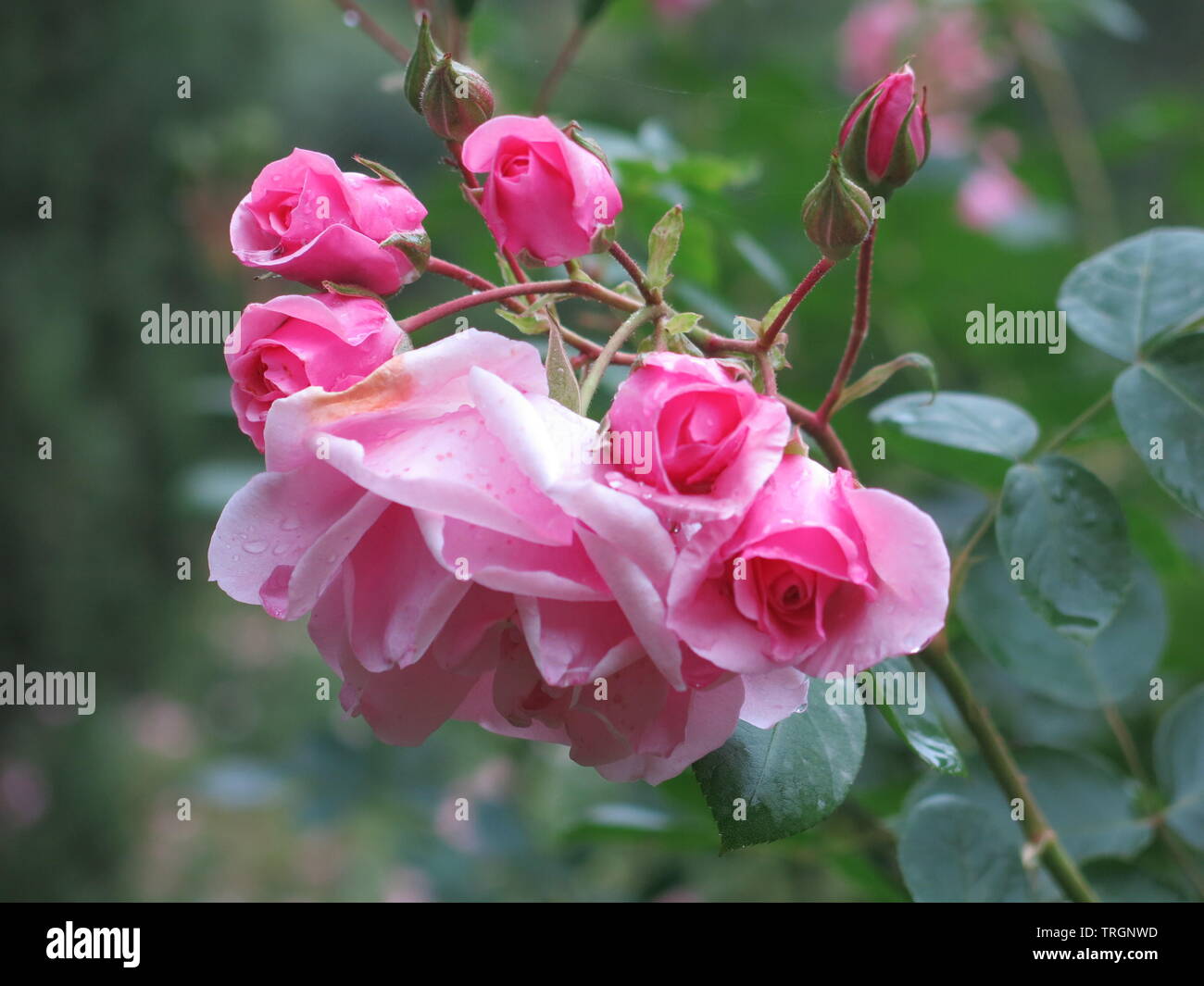 Close-up di un gambo di rose rosa scuro con boccioli di rosa e un completamente aperto fiore che ha più pallida colorati petali di rosa Foto Stock