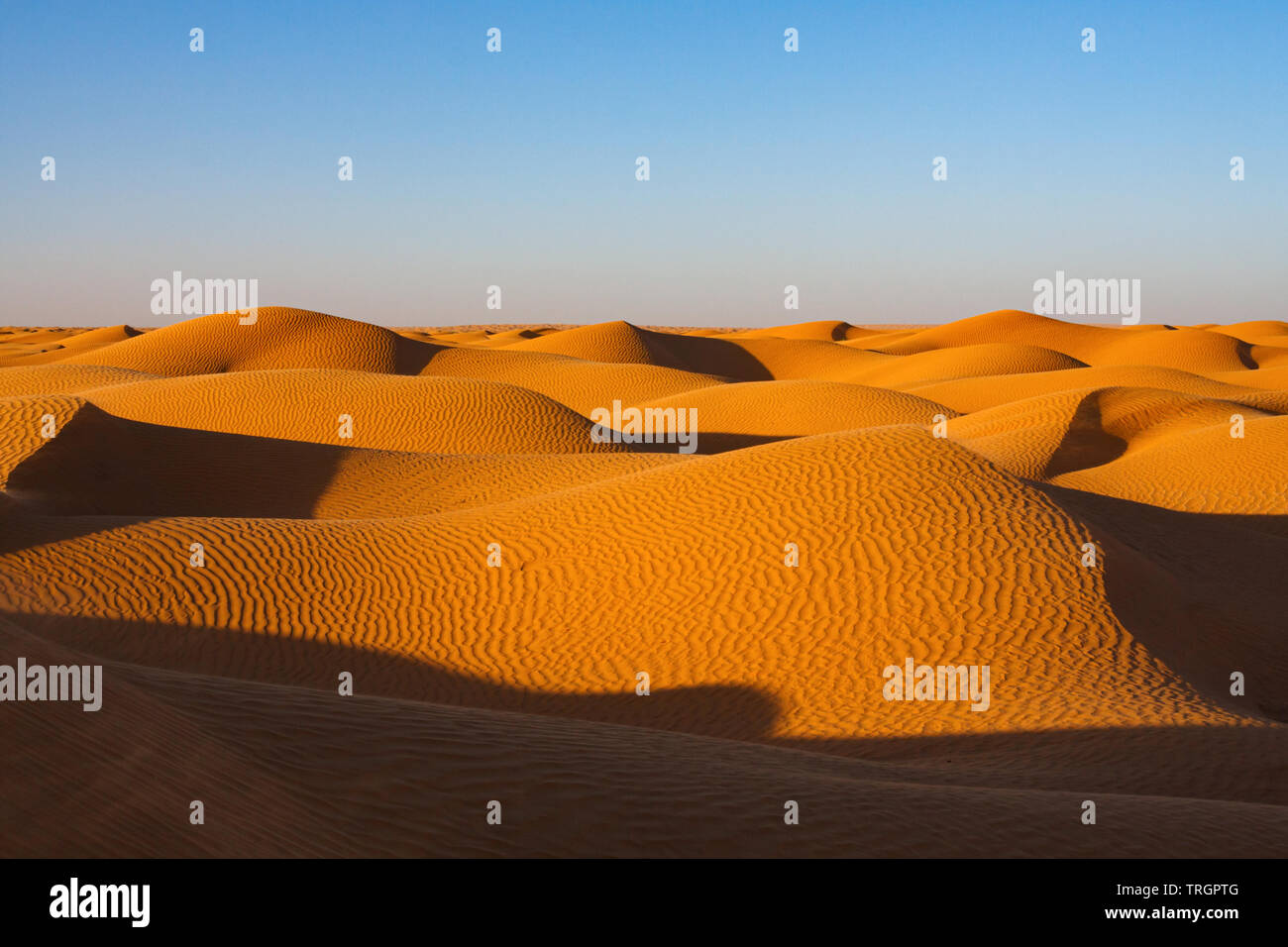 Le dune di sabbia con un pattern di ondulazioni in serata sotto un luminoso cielo blu. Deserto del Sahara, Tunisia, Africa. Copia spazio compreso. Foto Stock