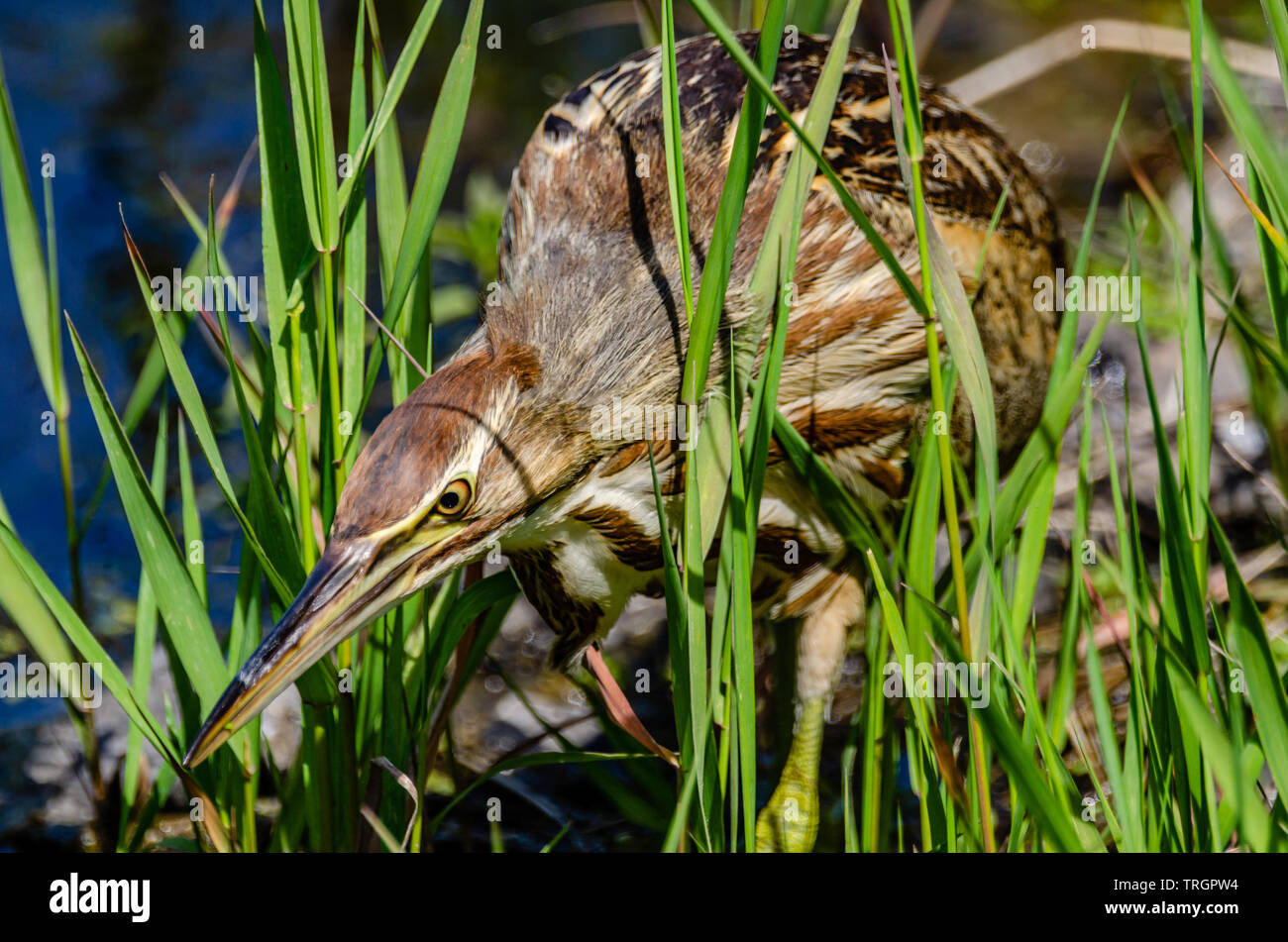 Il tarabuso americano a Turnbull National Wildlife Refuge Foto Stock