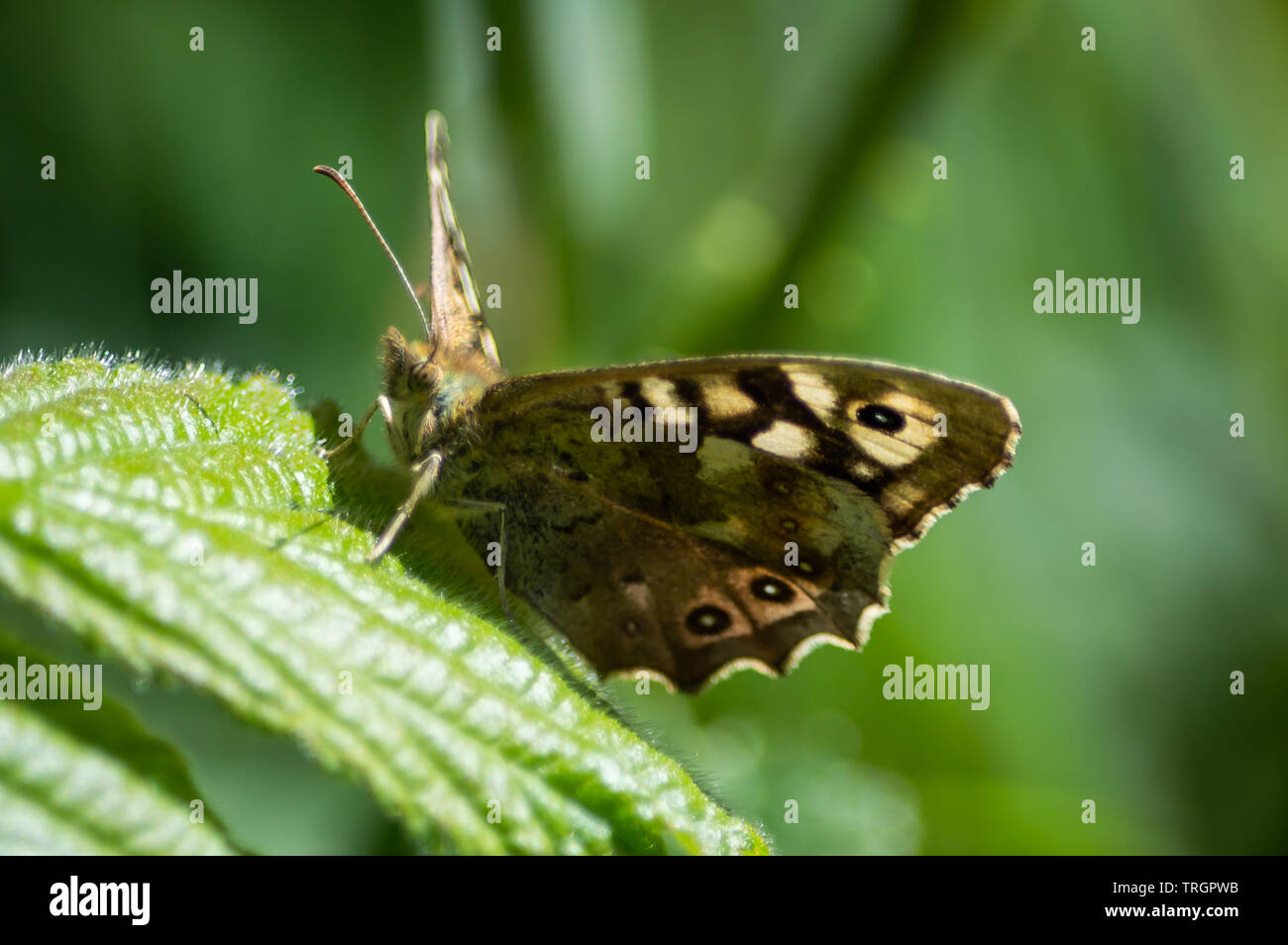 Punteggiate di farfalle di legno con luce proveniente attraverso le ali Foto Stock