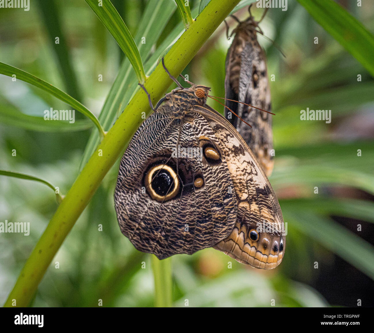 Caligo eurilochus (gigante farfalla Civetta) Foto Stock