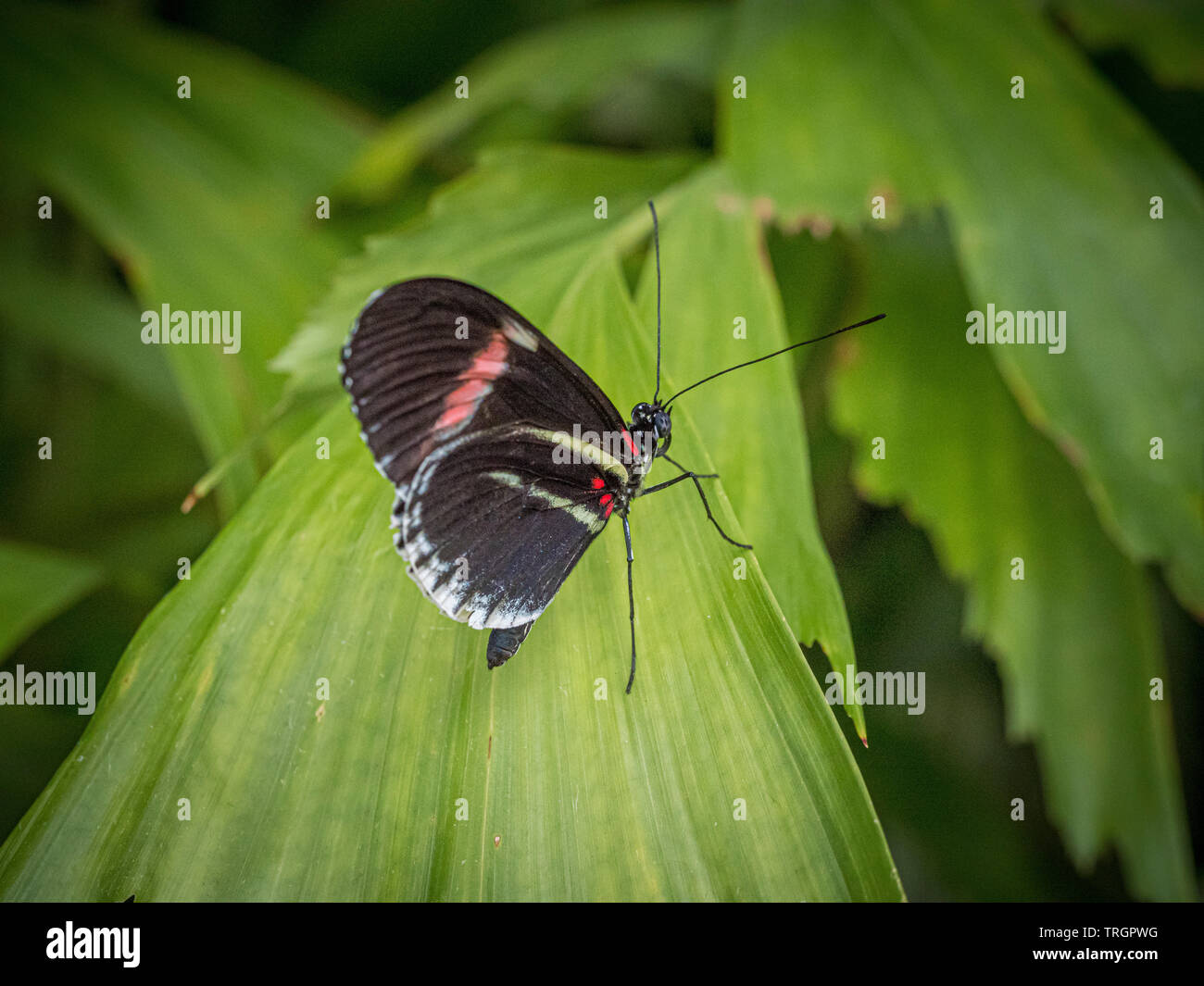 Heliconius melpomene : il postino butterfly, portalettere comune o semplicemente portalettere, è una luminosa farfalla colorata trovata in tutto il Messico e America Foto Stock