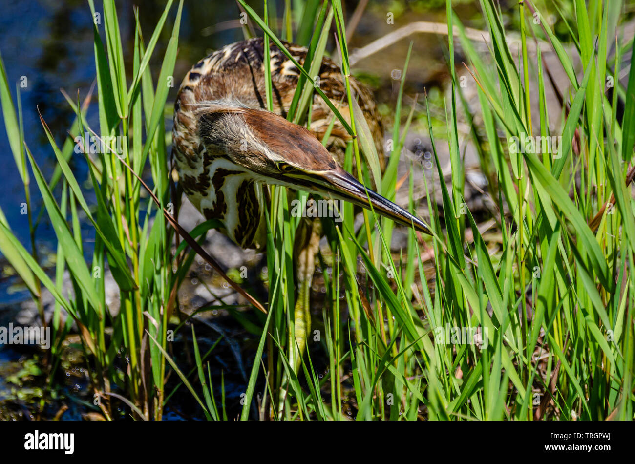 Il tarabuso americano a Turnbull National Wildlife Refuge Foto Stock