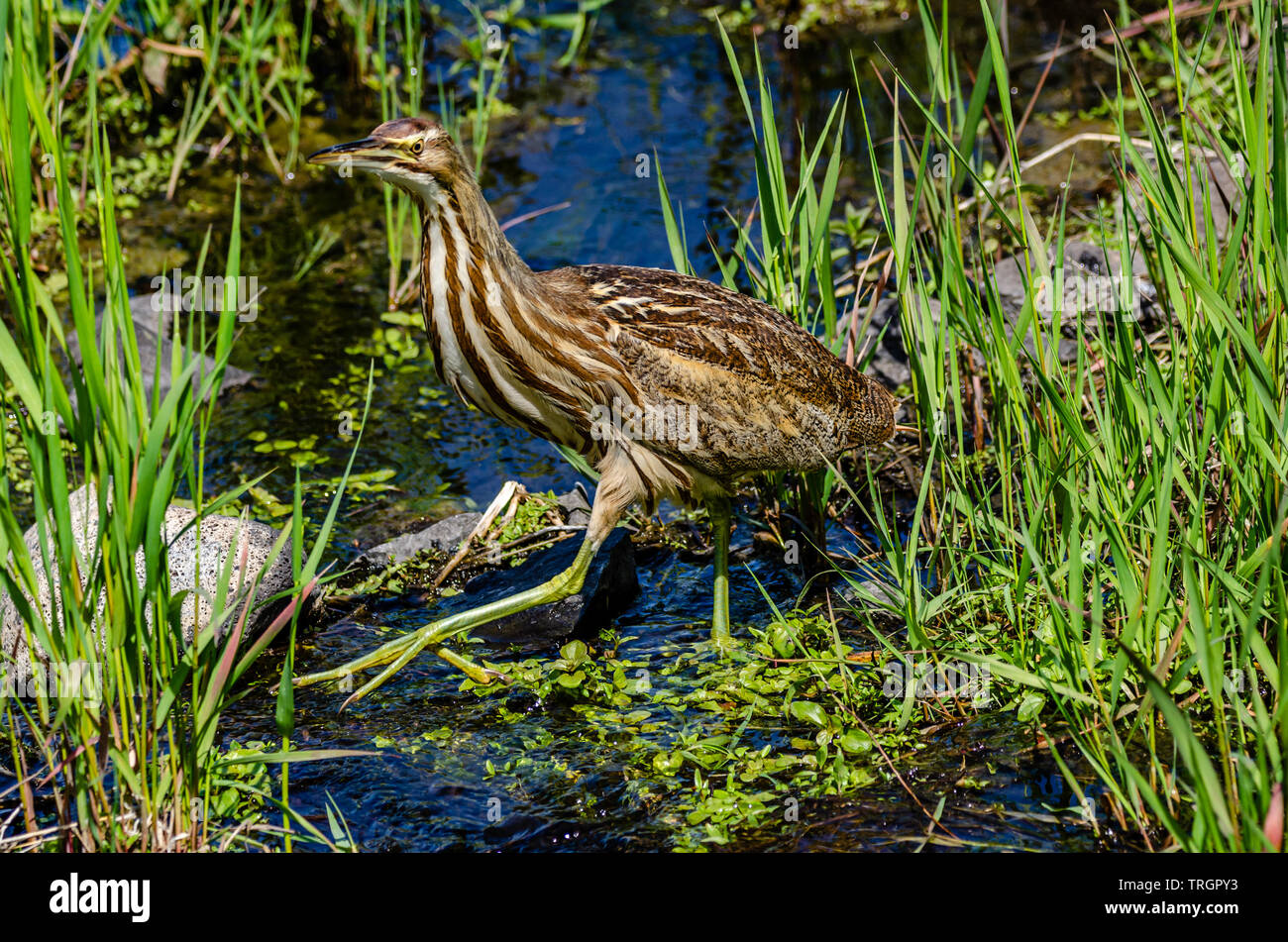 Il tarabuso americano a Turnbull National Wildlife Refuge Foto Stock