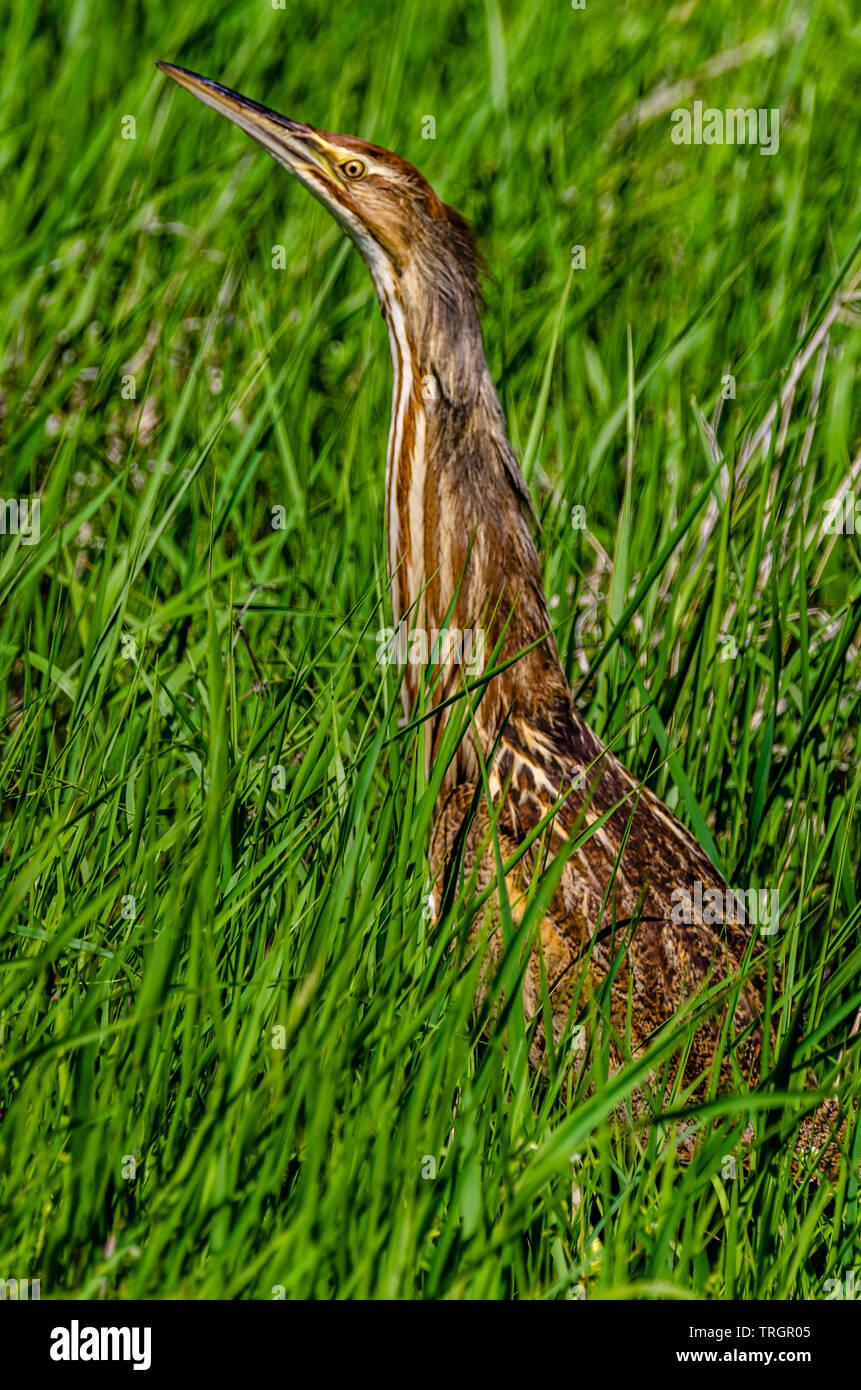 Il tarabuso americano a Turnbull National Wildlife Refuge Foto Stock