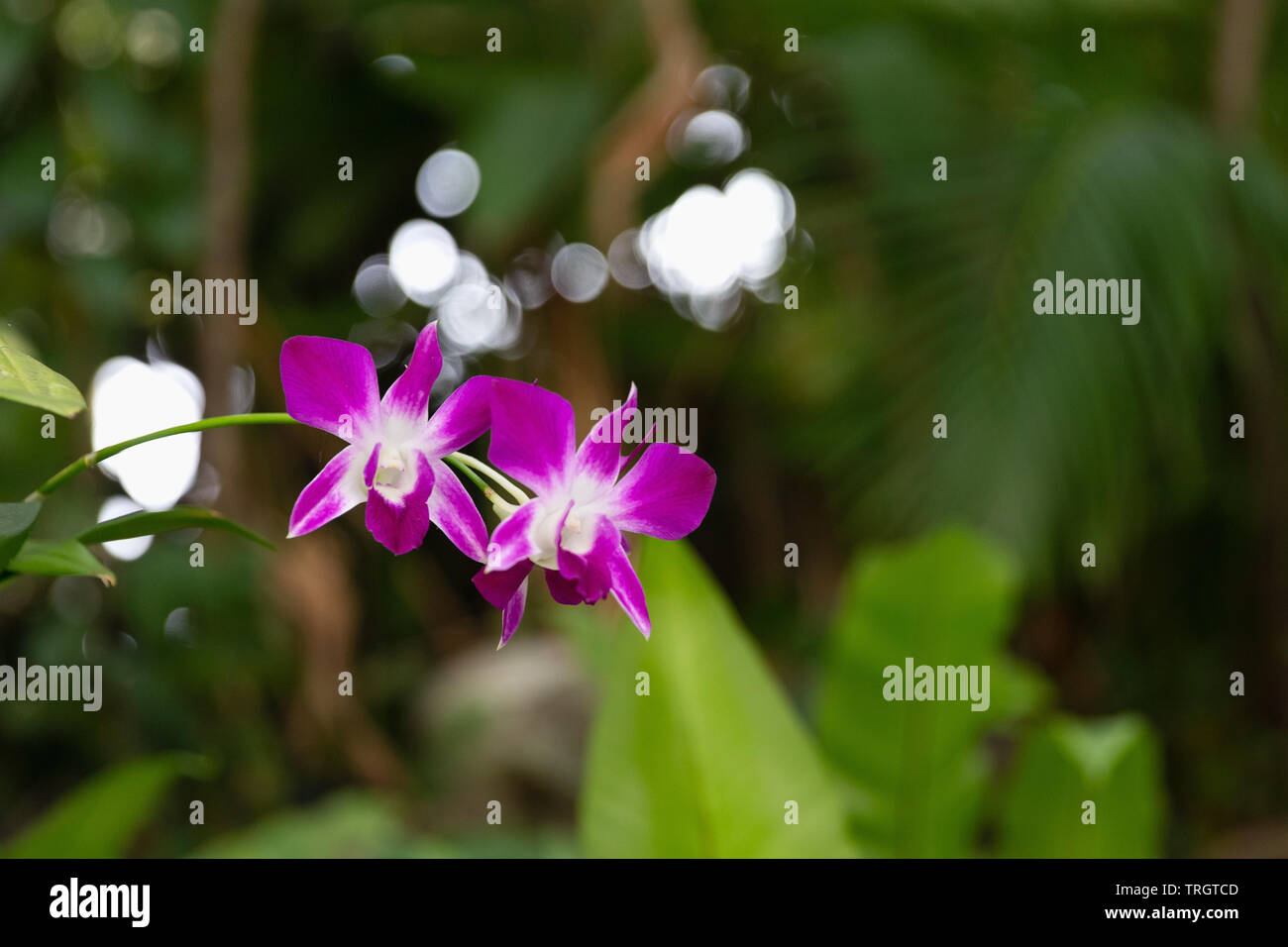 Fioritura di Orchidee Magenta, Palazzo Reale di Phnom Penh, Cambogia, Indocina, Asia sud-orientale, Asia Foto Stock