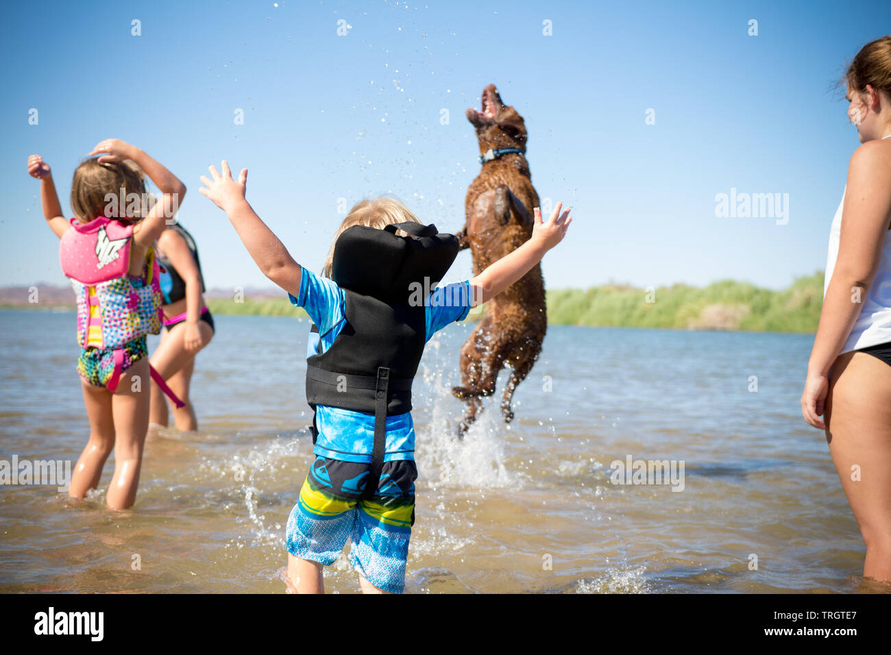 Cane che gioca con i bambini in acqua in una giornata estiva. Foto Stock