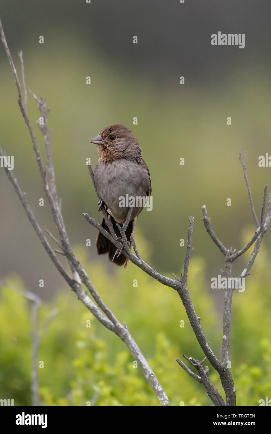 Casa adorabile Finch appollaiato su un ramo durante una mattinata di foraggio per mangiare mentre guardando a sinistra. Foto Stock