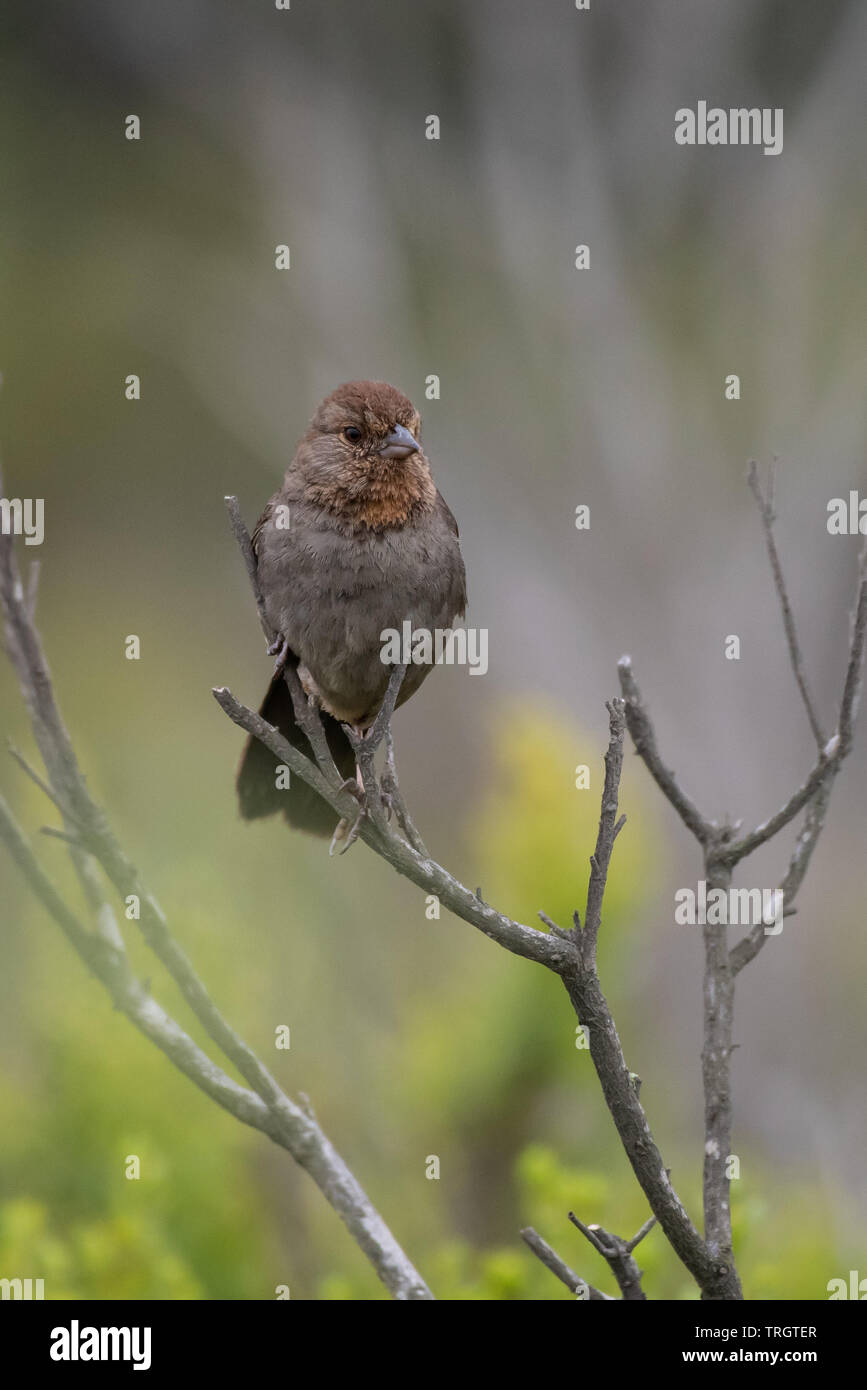 Casa adorabile Finch appollaiato su un ramo durante una mattinata di foraggio per mangiare mentre guardando a destra. Foto Stock