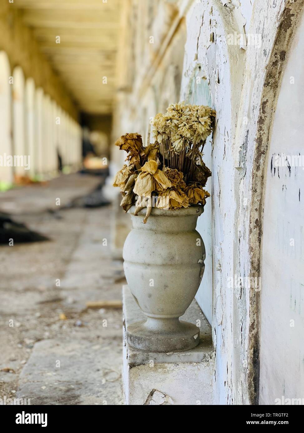 Rotture di argilla in vaso da fiori morente in edificio abbandonato Foto Stock