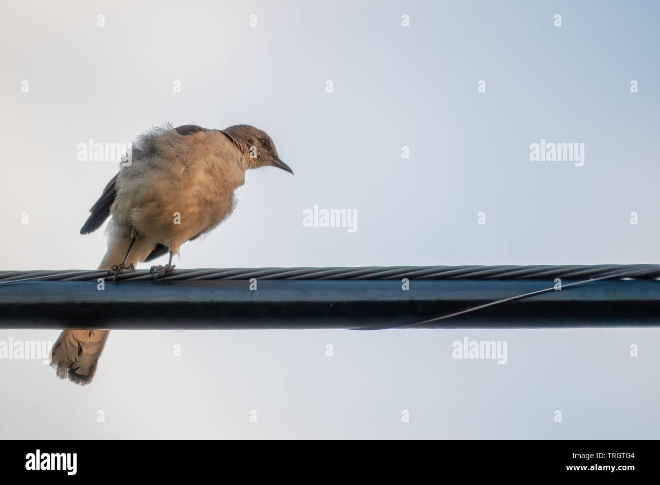 Stato della Florida uccello, il beffardo bird. Pearched sul filo del cavo. Foto Stock