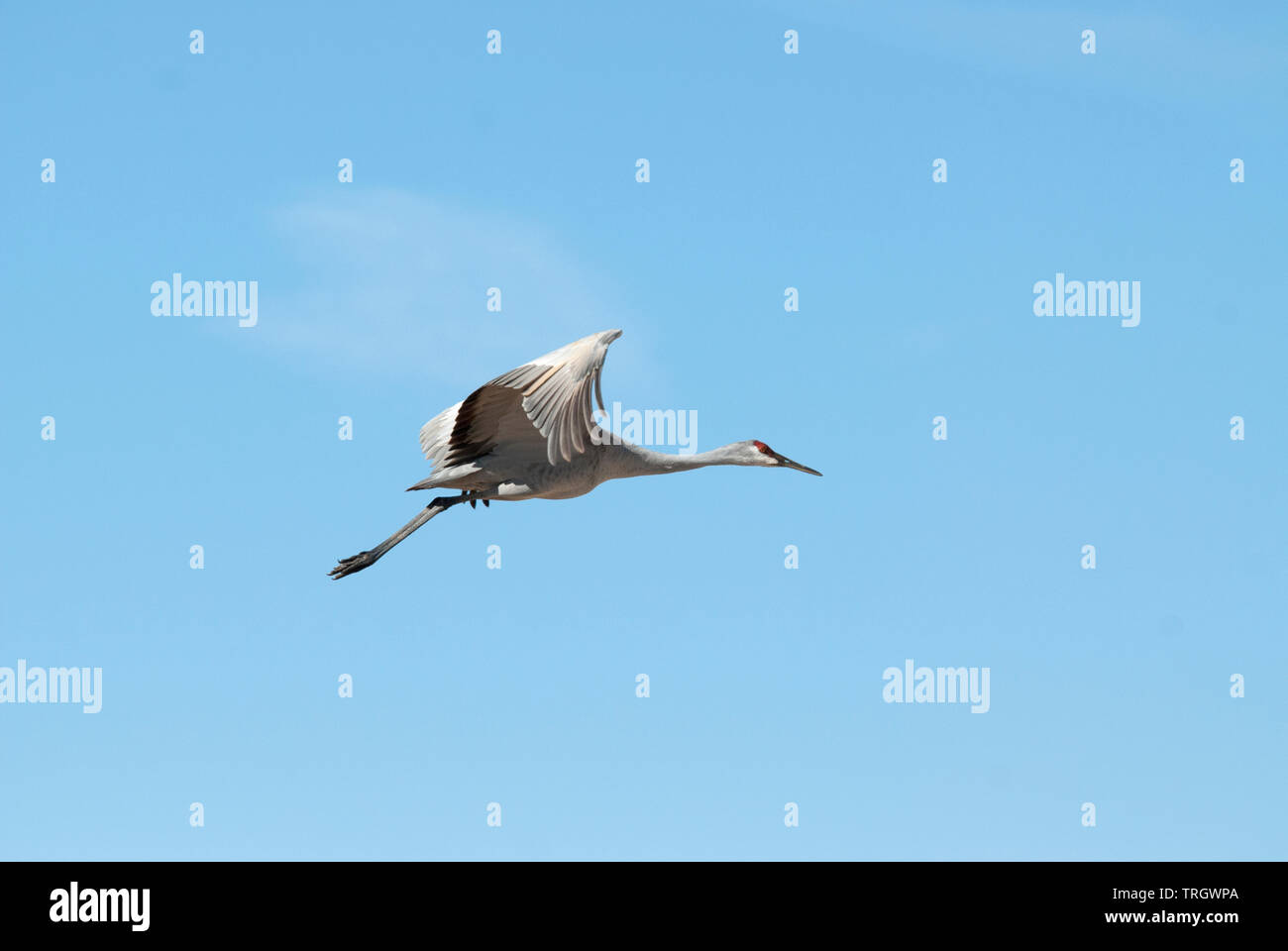 Maggiore sandhill gru (Antigone canadensis tabida) in volo Foto Stock