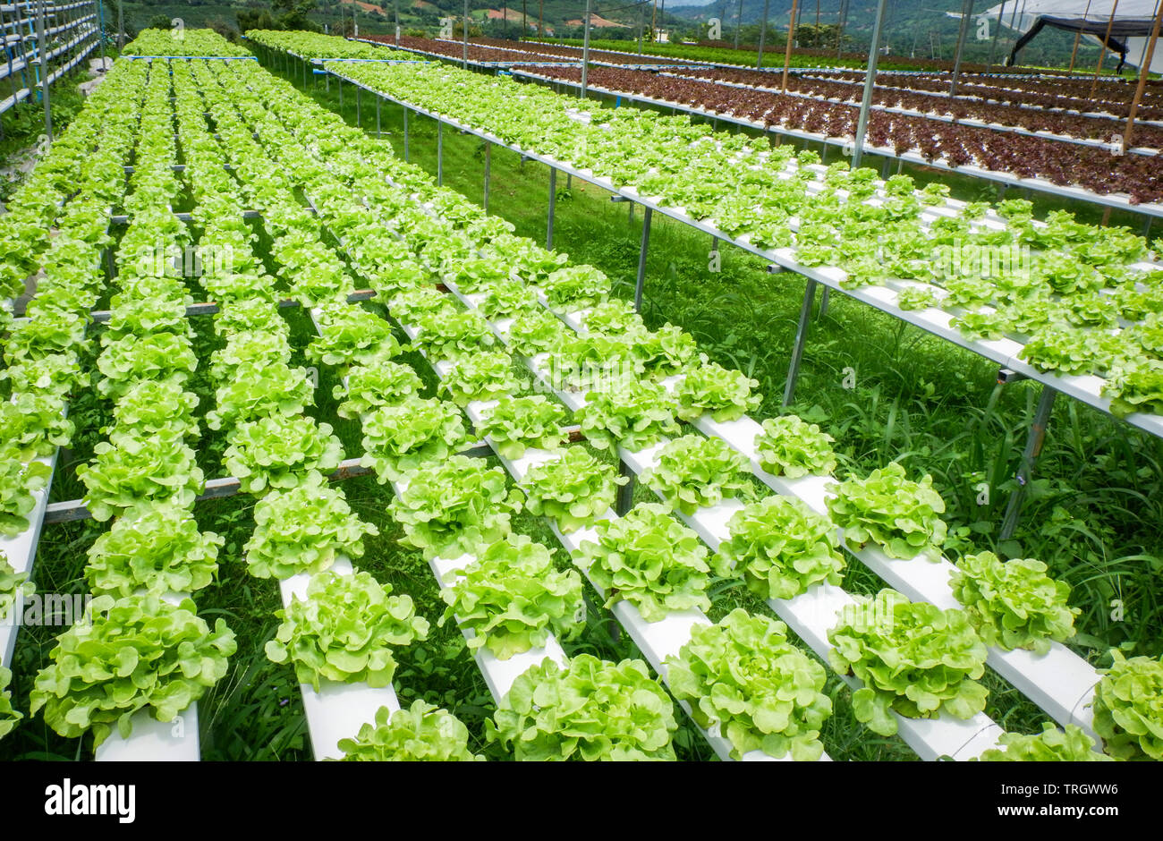 Green oak lettuce salad vegetable in hydroponic farm system plants on water without soil agriculture organic for health food Foto Stock