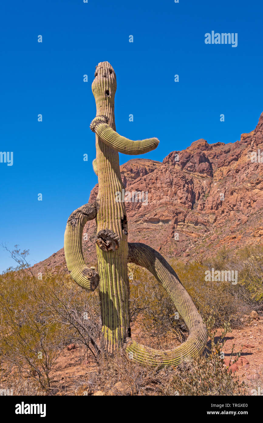 Umani come Saguaro nel deserto in organo a canne Cactus National Monument in Arizona Foto Stock