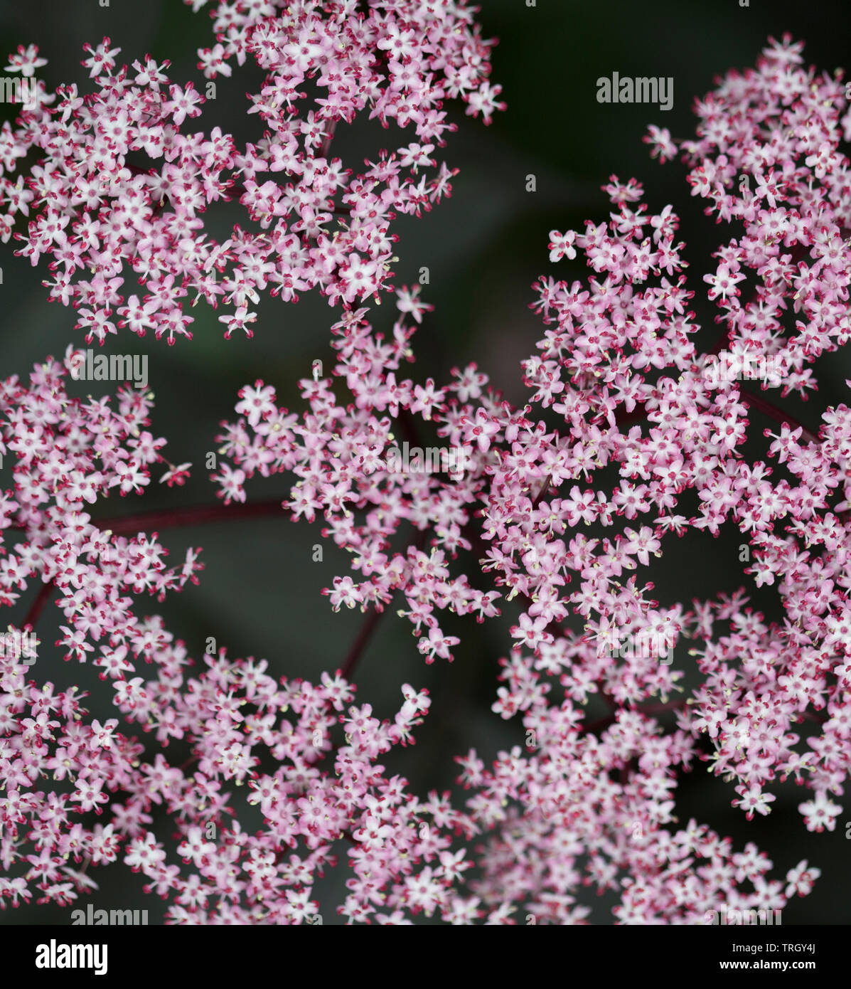 Cluster di piccola rosa fiori stellato contro uno sfondo scuro Foto Stock