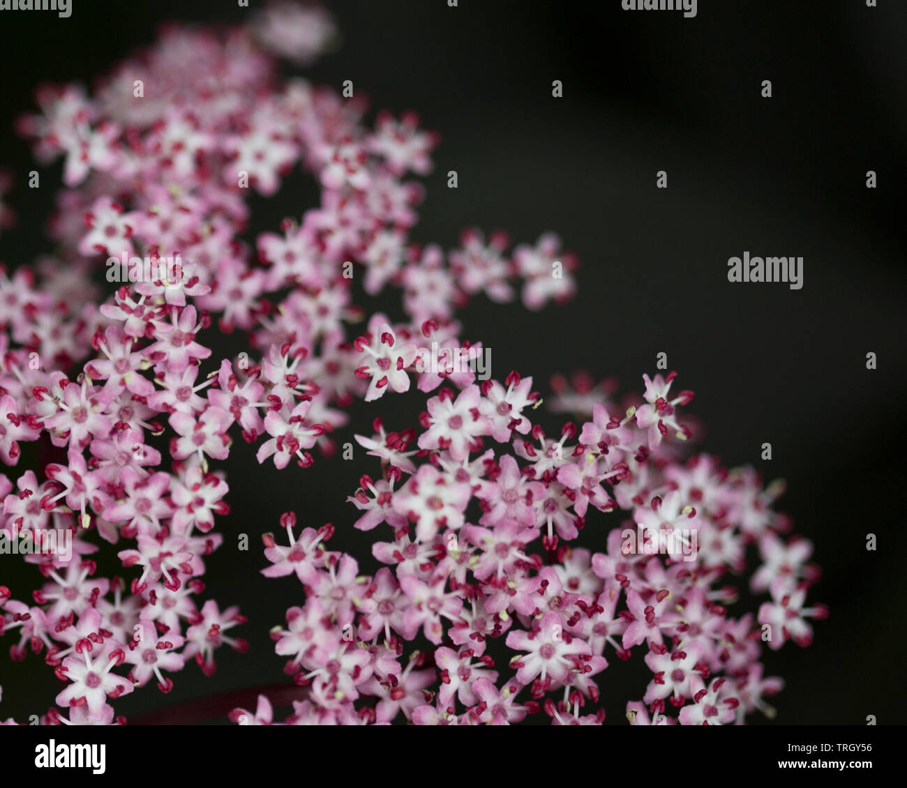 Cluster di piccola rosa fiori stellato contro uno sfondo scuro Foto Stock