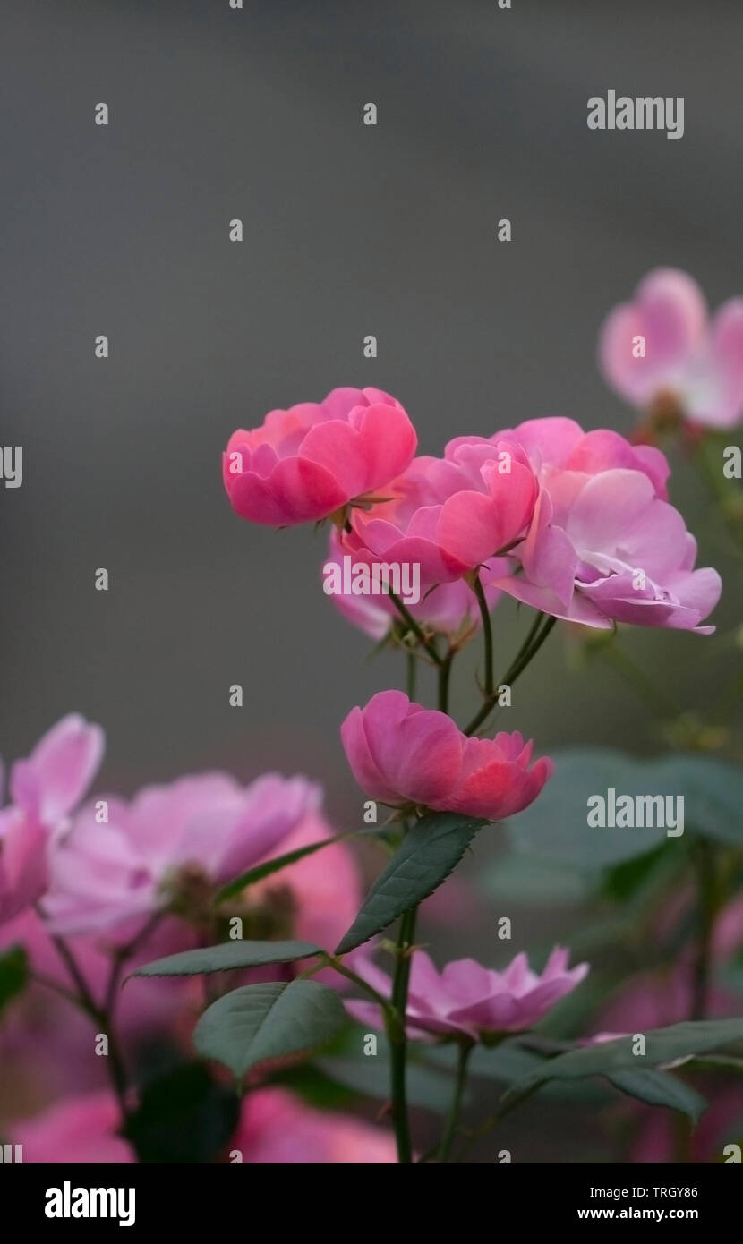 Cluster di Rosa Tea Rose Foto Stock