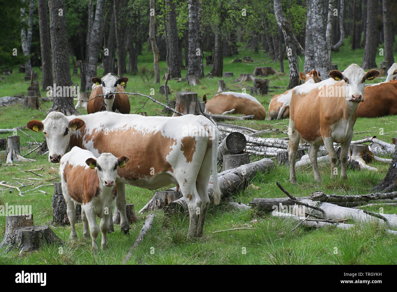 Libera compreso il bestiame in una foresta in pascolo Finalnd Foto Stock