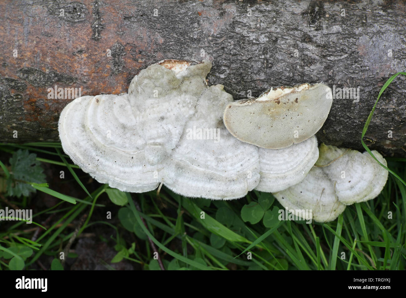 Trametes pubescens, una coda turchia fungo comunemente denominato Hairy fungo della staffa Foto Stock