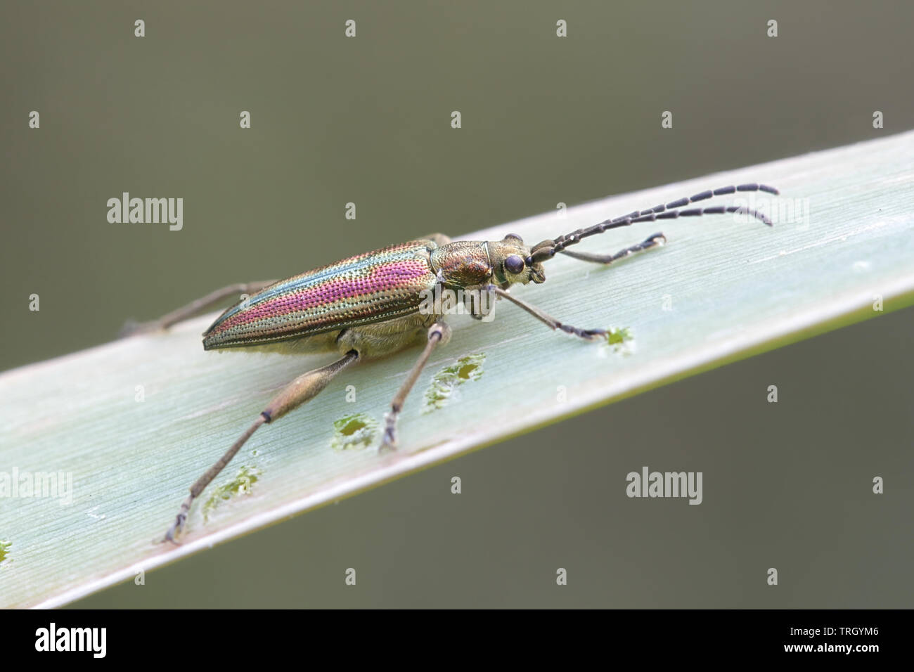 Donacia aquatica, noto come lo zircone reed beetle Foto Stock