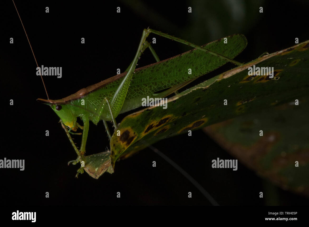 Una chiusura di una testa conica da katydid nella foresta amazzonica in Ecuador. Foto Stock