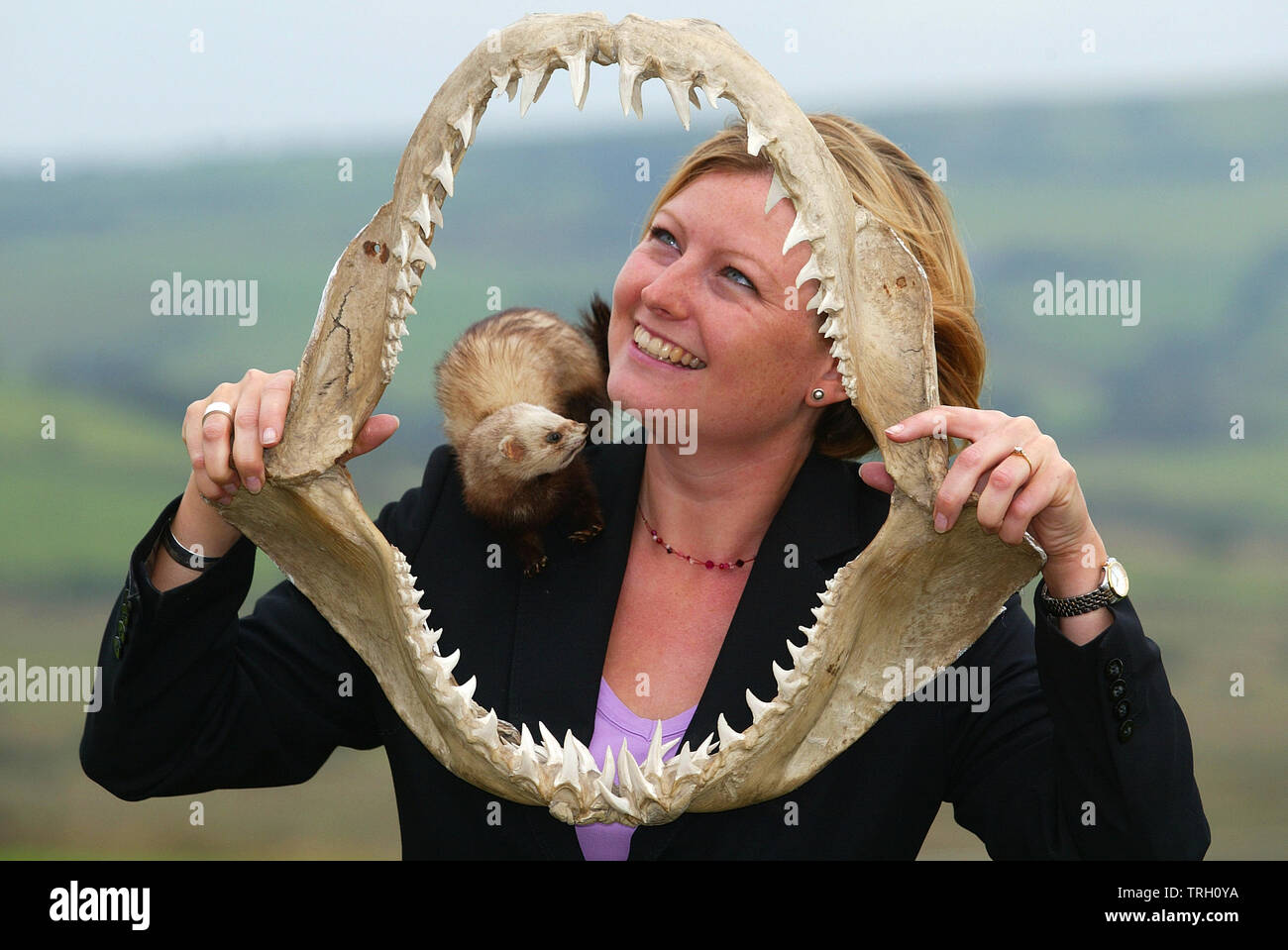 19.09.2003 - Signor Potter Museo delle Curiosità auction anteprima al Jamaica Inn, Bolventor. Philippa Windsor di Bonhams con una coppia di 19thC Squalo mako ganasce e della compo ferret, che ha recitato in episodi di 'ultimo del vino estivo". Foto Stock
