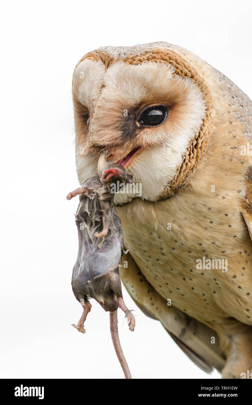 Un vicino l immagine di un melanistic barbagianni con un mouse nel suo becco. Isolati contro uno sfondo bianco Foto Stock