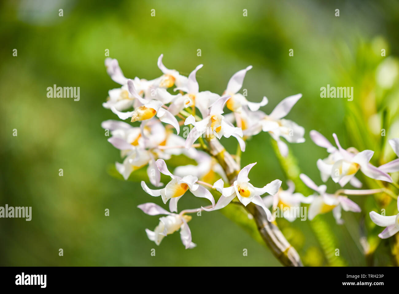 Orchidee selvatiche fiore bianco e giallo sulla bellissima natura sfondo verde Foto Stock