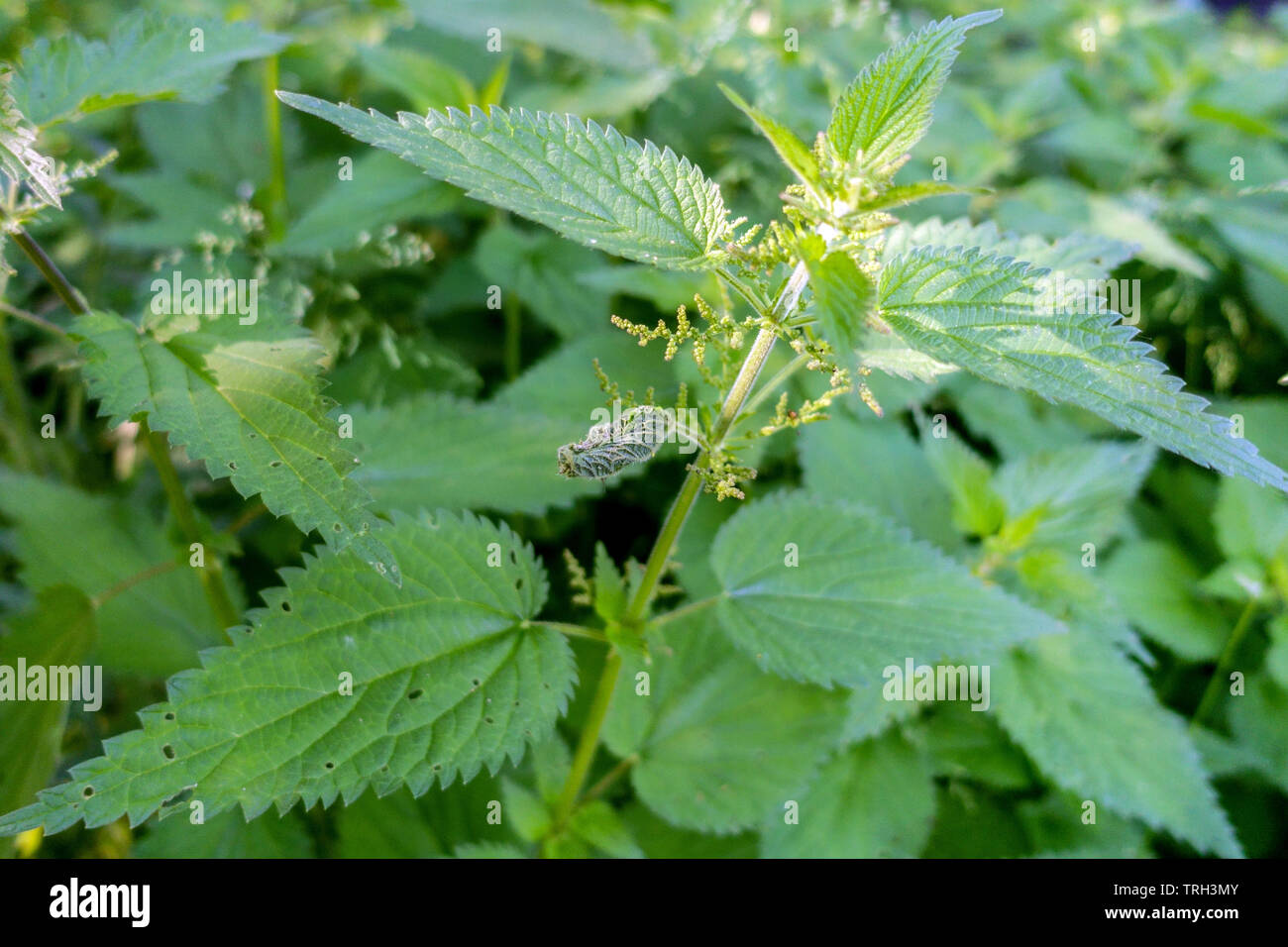 Urtica dioica, comuni o di ortica ortica, fresche foglie nuove Foto Stock