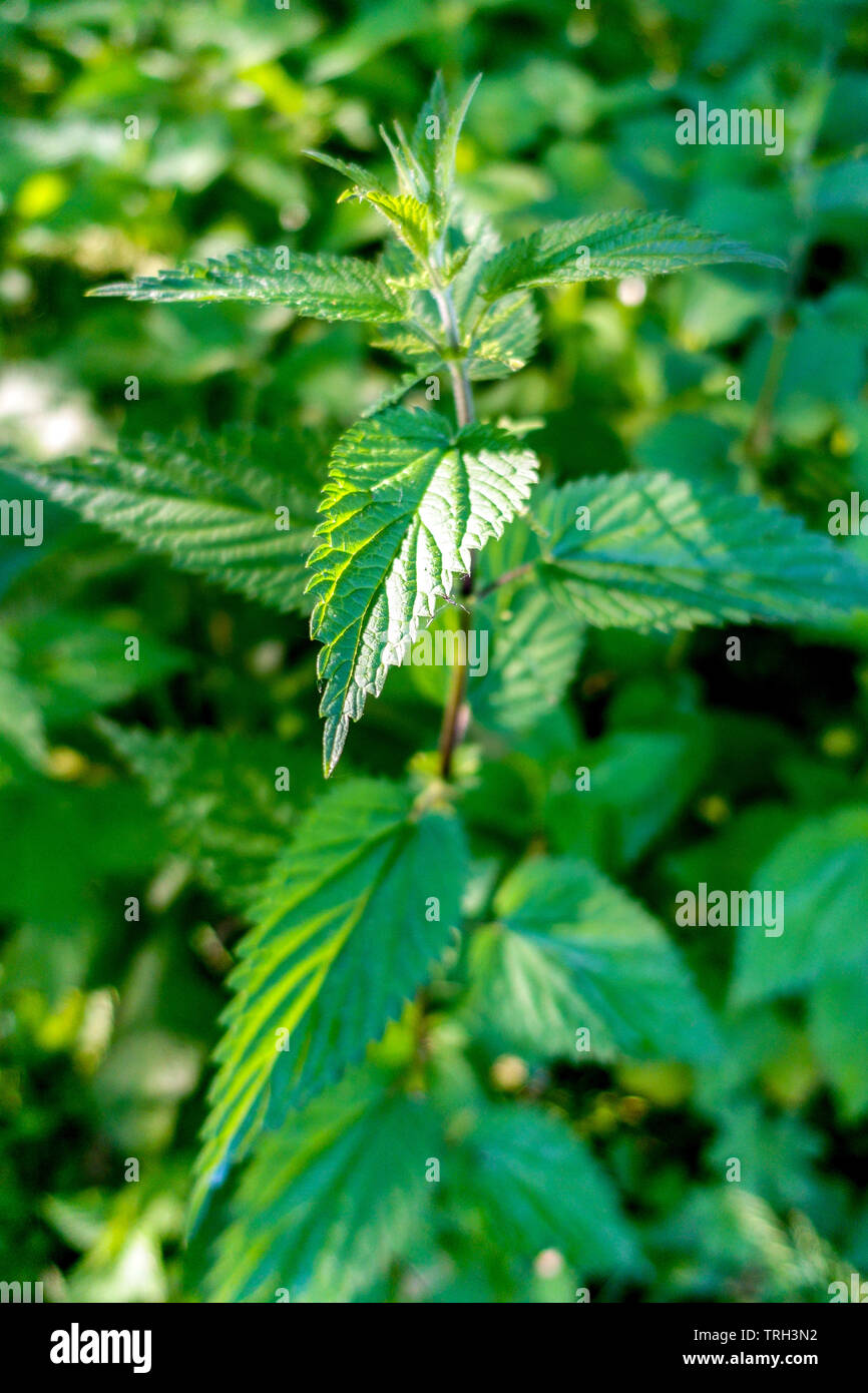 Urtica dioica, comuni o di ortica ortica, fresche foglie nuove Foto Stock