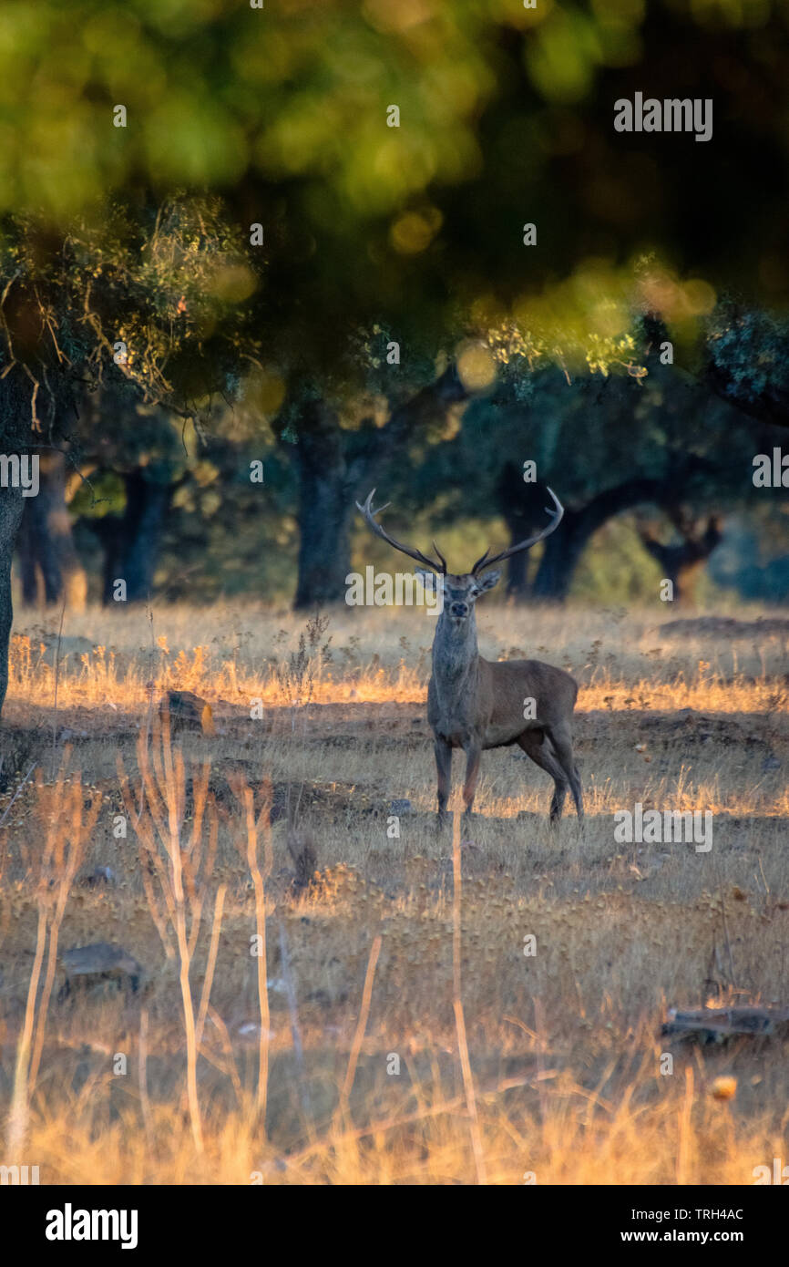Giovane cervo maschio al tramonto in spagnolo dehesa, a Monfrague National Park, Estremadura, Spagna Foto Stock