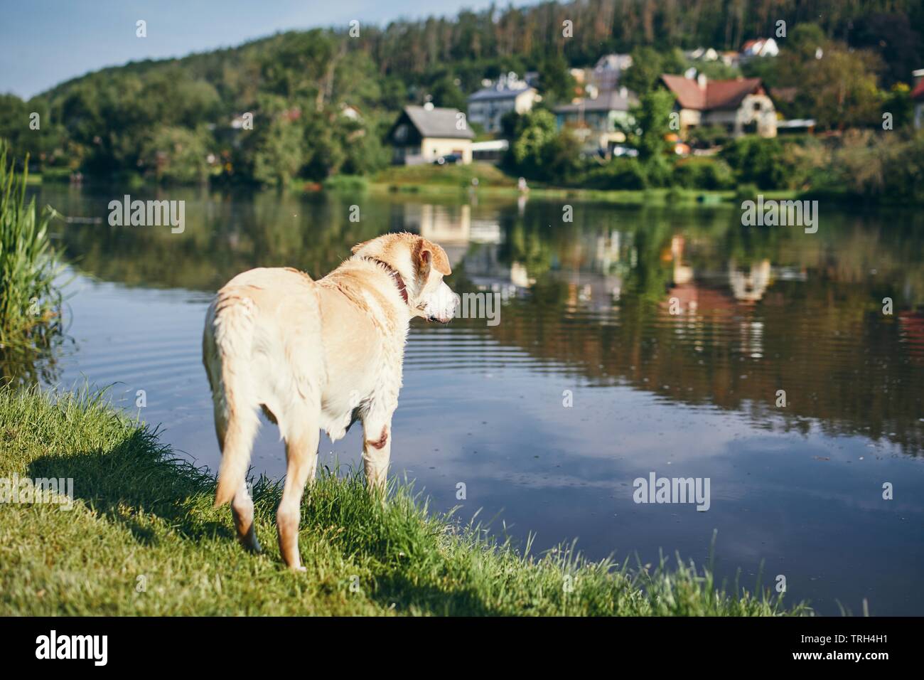 Cane sul lungofiume. Vecchio labrador retriever in piedi contro il fiume e del villaggio. Foto Stock