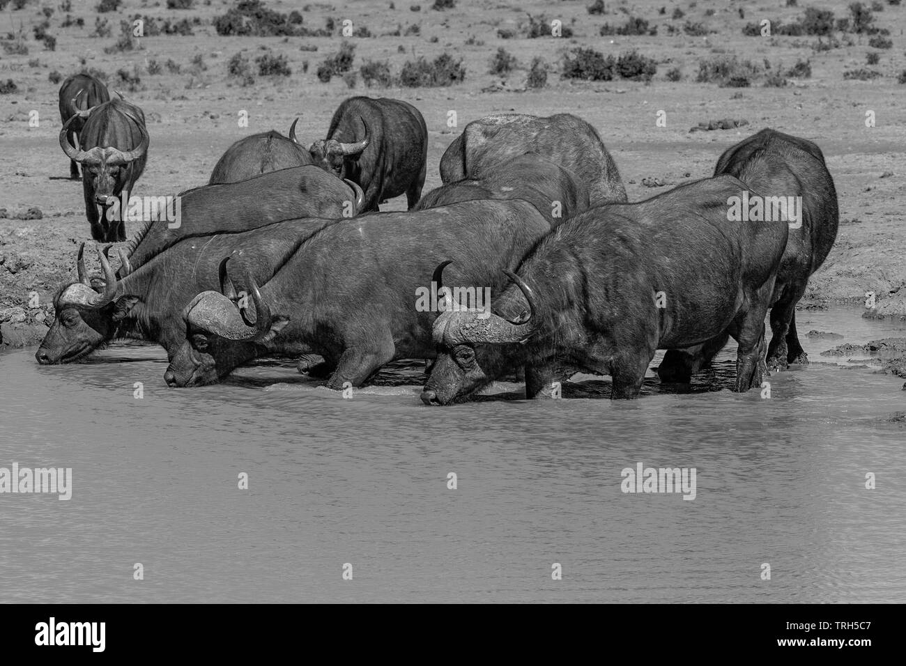 Un gruppo di bufali Syncerus caffer in Addo Elephant national park, wading nell'acqua da bere. Foto Stock