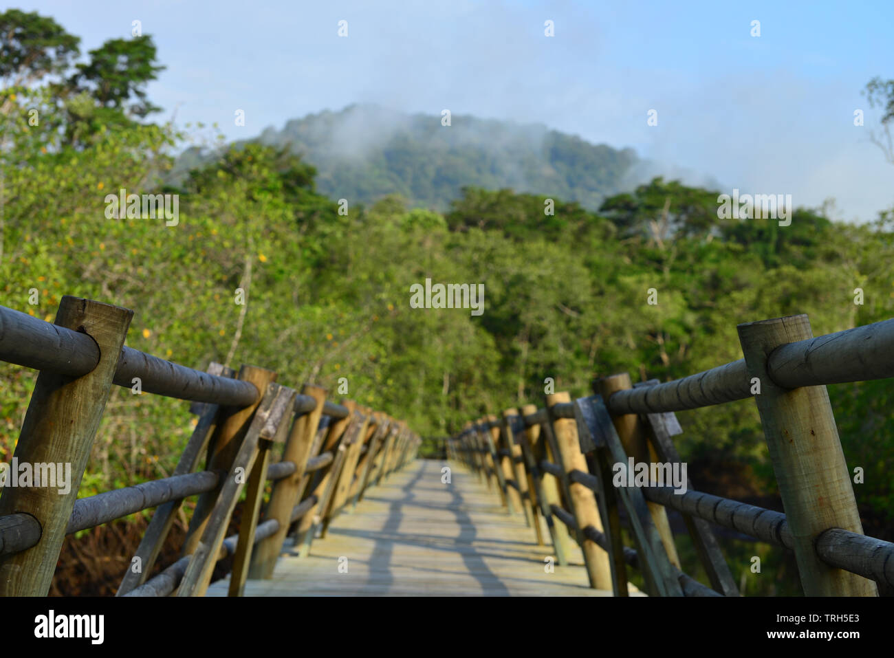 Visualizzazione di piattaforma in legno che conduce attraverso le mangrovie e foresta a Utria National Park, Choco Reparto, Colombia Foto Stock