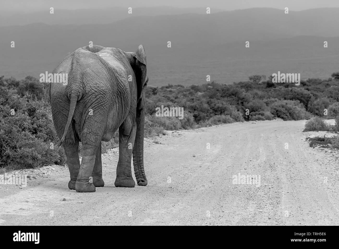 Un elefante solitario, Loxodonta africana camminando giù per una strada di ghiaia Addo Elephant Park, Eastern Cape Province, Sud Africa in bianco e nero Foto Stock