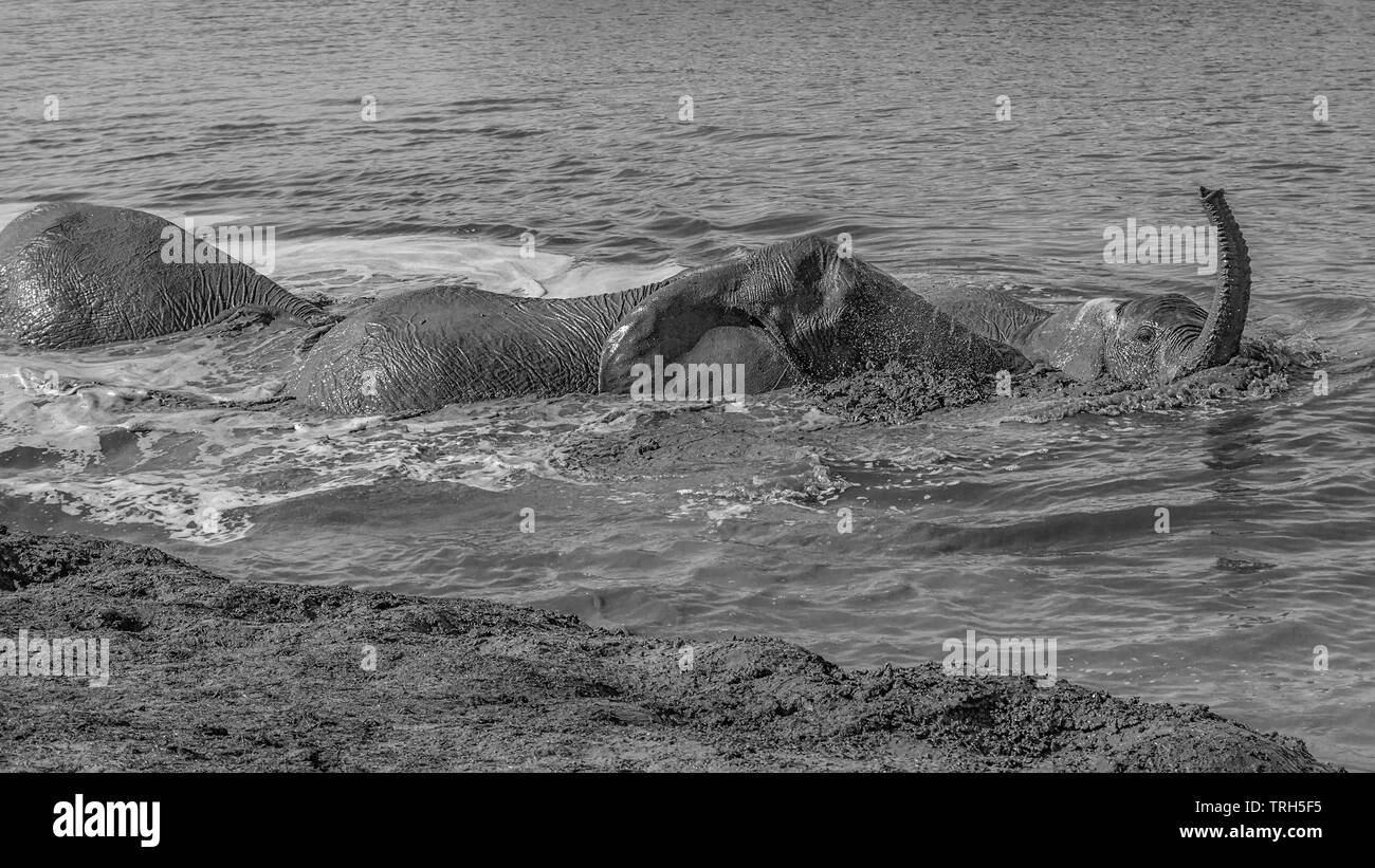 Elephant group(Loxodonta africana) nuoto e giocare a una diga di raffreddarsi durante il calore dell'estate. Addo Elephant Park Sud Africa Foto Stock