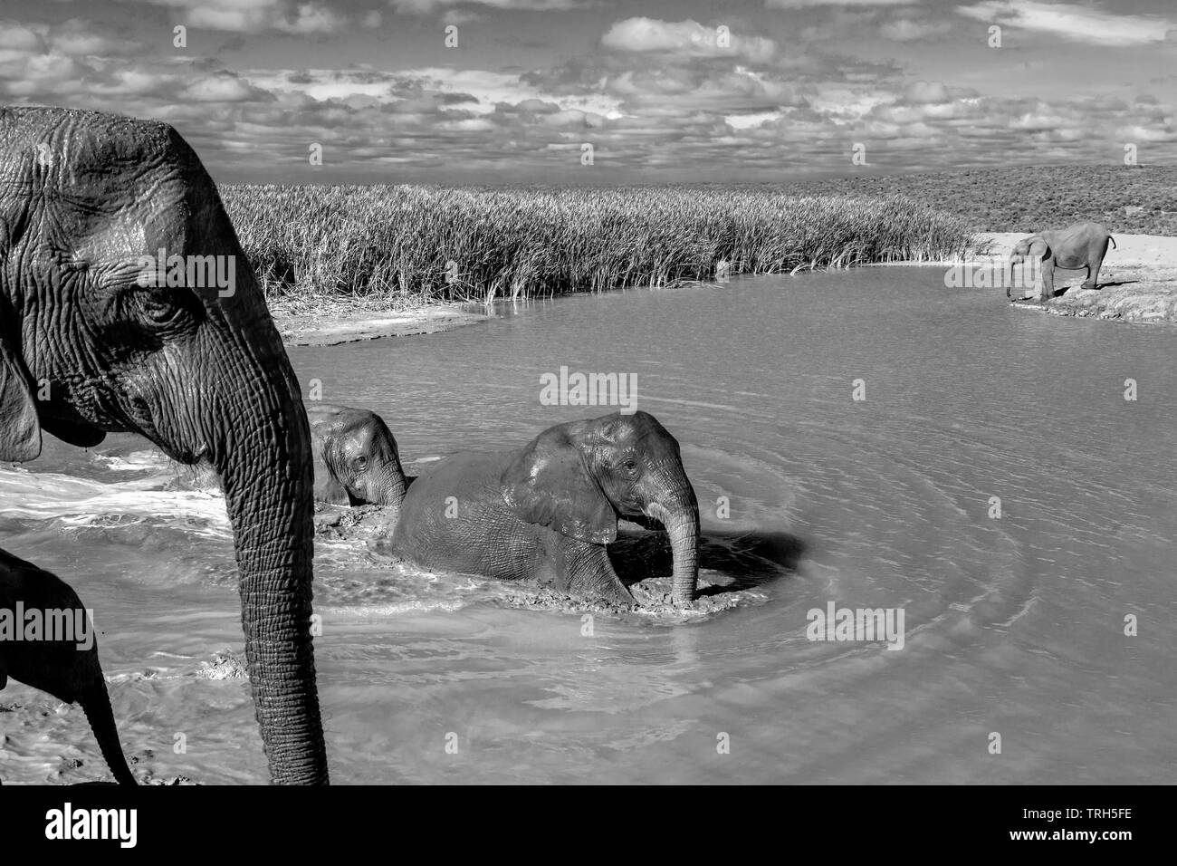 Elephant group(Loxodonta africana) nuoto e giocare a una diga di raffreddarsi durante il calore dell'estate. Addo Elephant Park Sud Africa Foto Stock