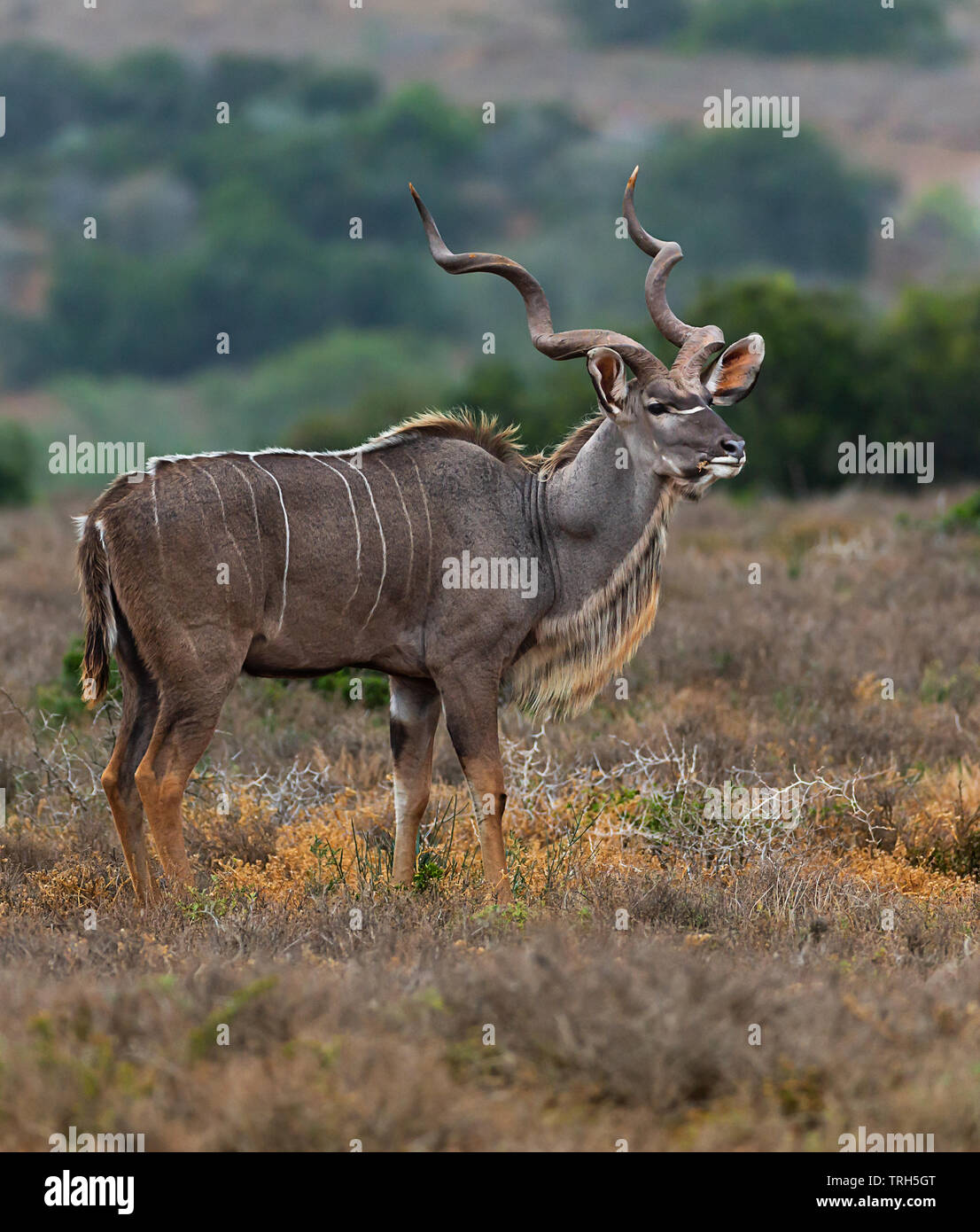 Una maggiore Kudu bull con le sue magnifiche corna a spirale nella luce del mattino. Addo Elephant Park, Eastern Cape Province, Sud Africa Foto Stock