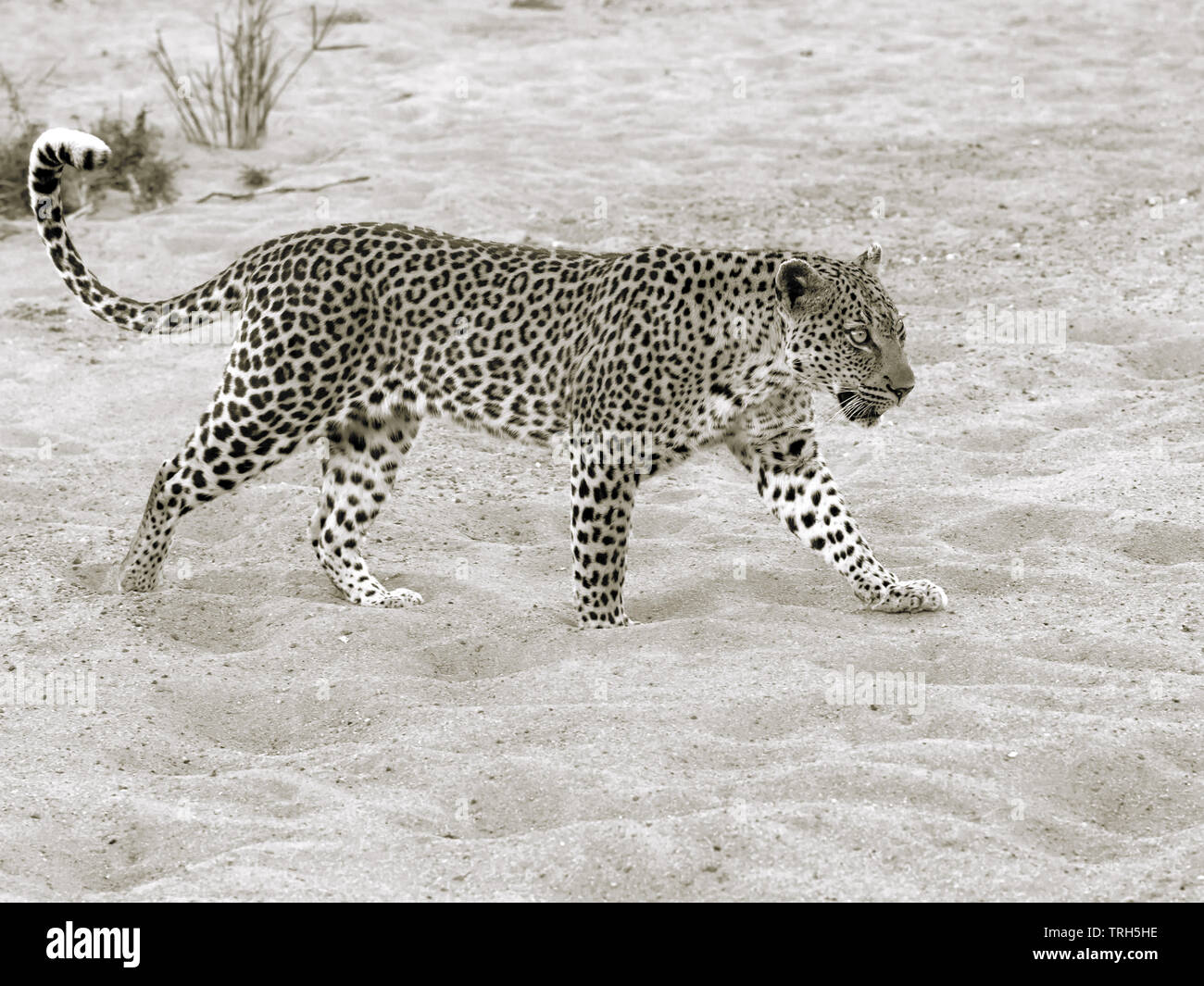 Un maschio di Leopard; Panthera pardus, in un alveo secco nel Parco Nazionale di Kruger, Mpumalanga Provincia sud Africa dai toni seppia monocroma Foto Stock